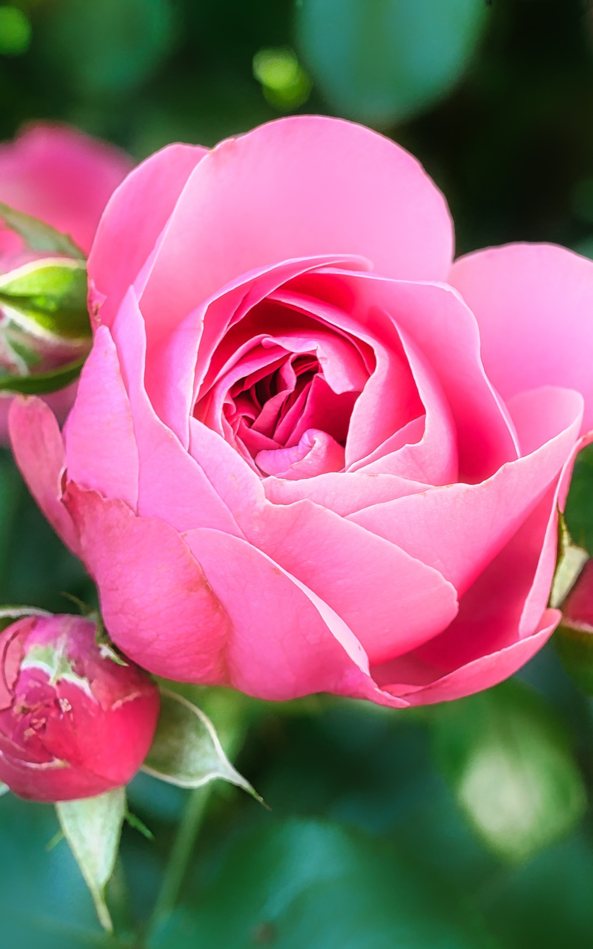 Download mobile wallpaper Nature, Flowers, Flower, Rose, Close Up, Earth, Pink Flower for free.