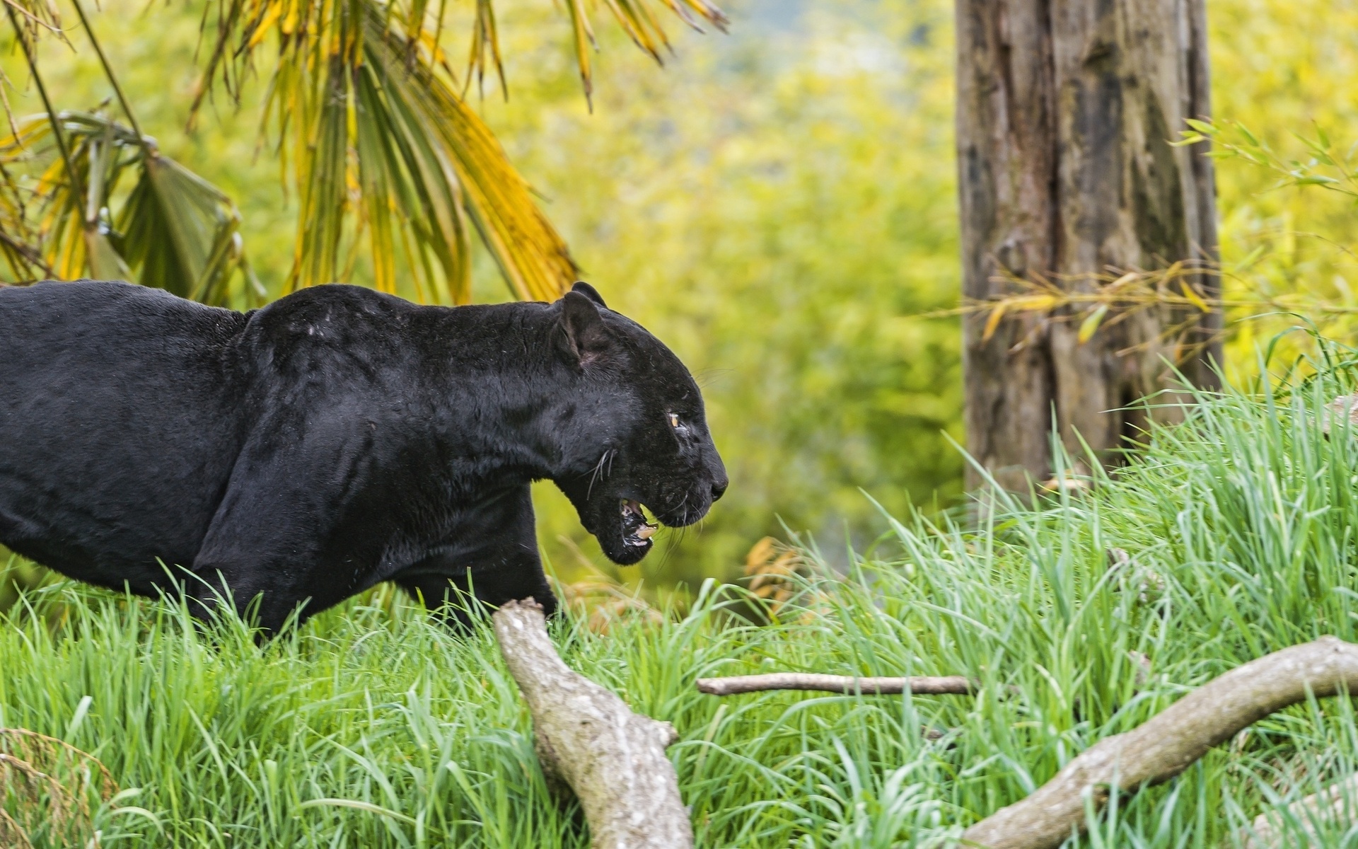 Baixe gratuitamente a imagem Animais, Gatos, Pantera Negra na área de trabalho do seu PC