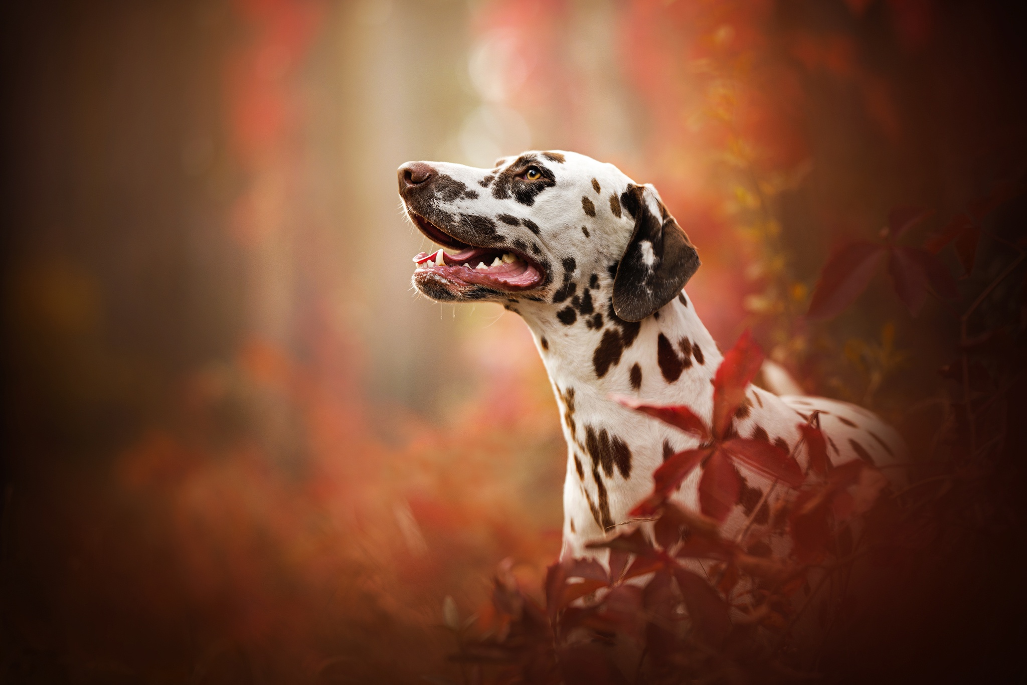 Download mobile wallpaper Dogs, Dog, Blur, Fall, Animal, Dalmatian for free.