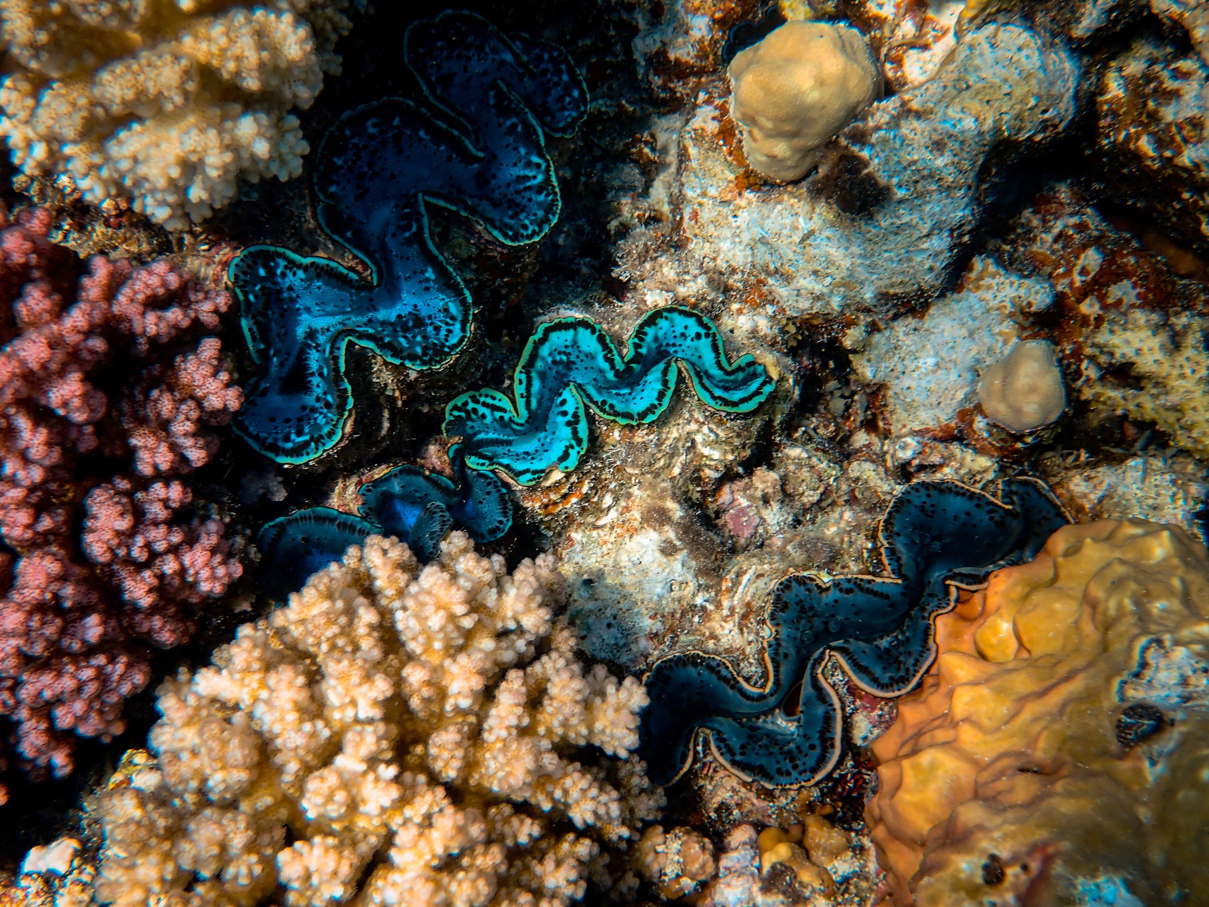 115886 Bild herunterladen unterwasserwelt, koralle, pflanzen, natur, seetang, algen - Hintergrundbilder und Bildschirmschoner kostenlos