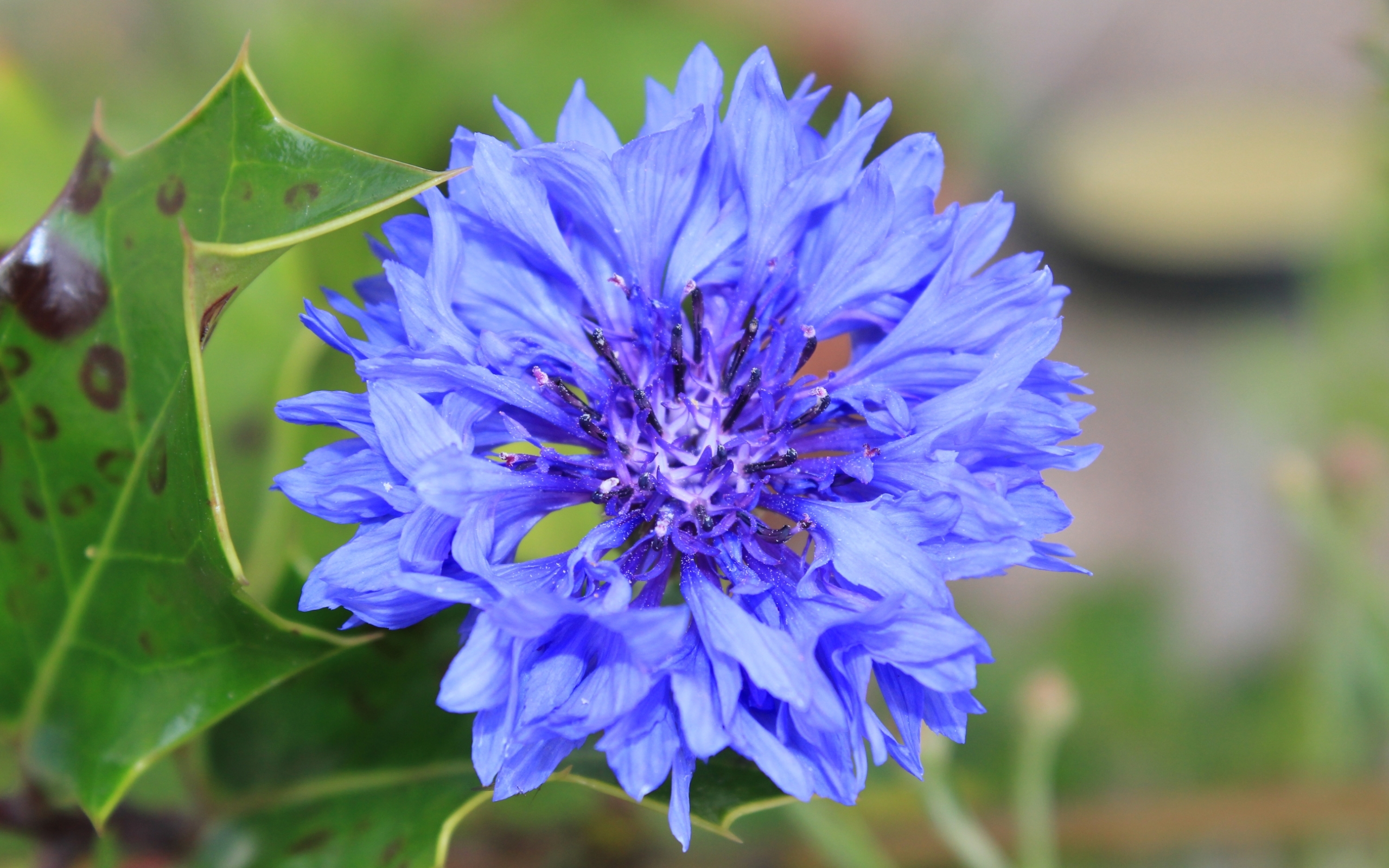 plants, flowers, blue cornflowers, blue