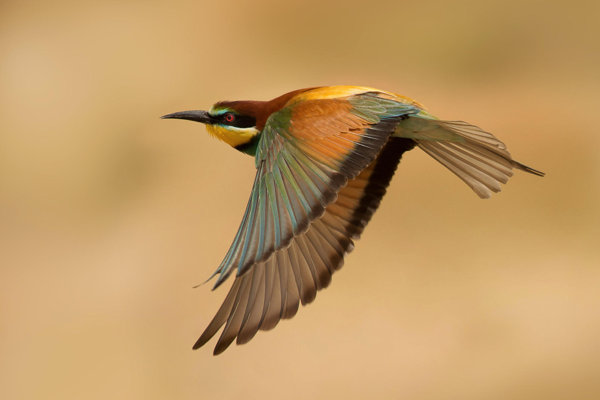 Download mobile wallpaper Birds, Bird, Flight, Animal, Bee Eater for free.