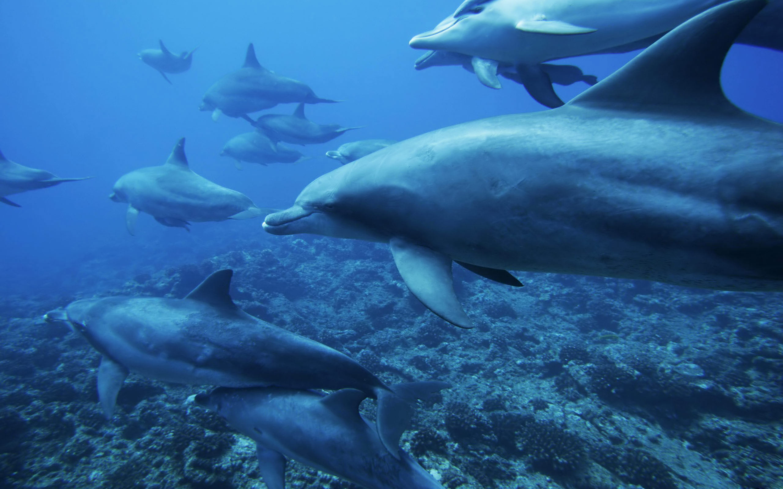 170645 descargar imagen animales, delfin: fondos de pantalla y protectores de pantalla gratis