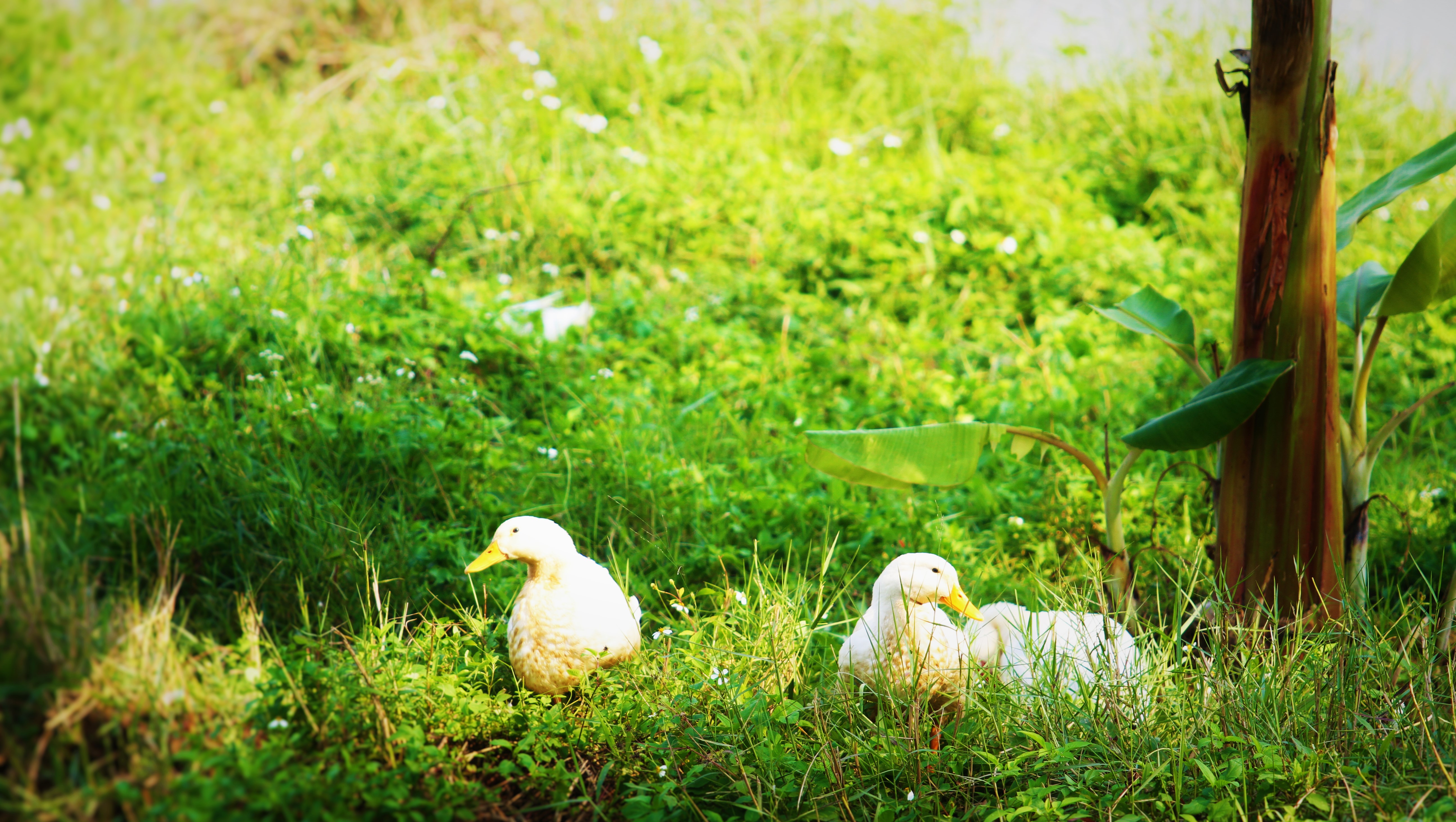 Download mobile wallpaper Birds, Animal, Duck for free.
