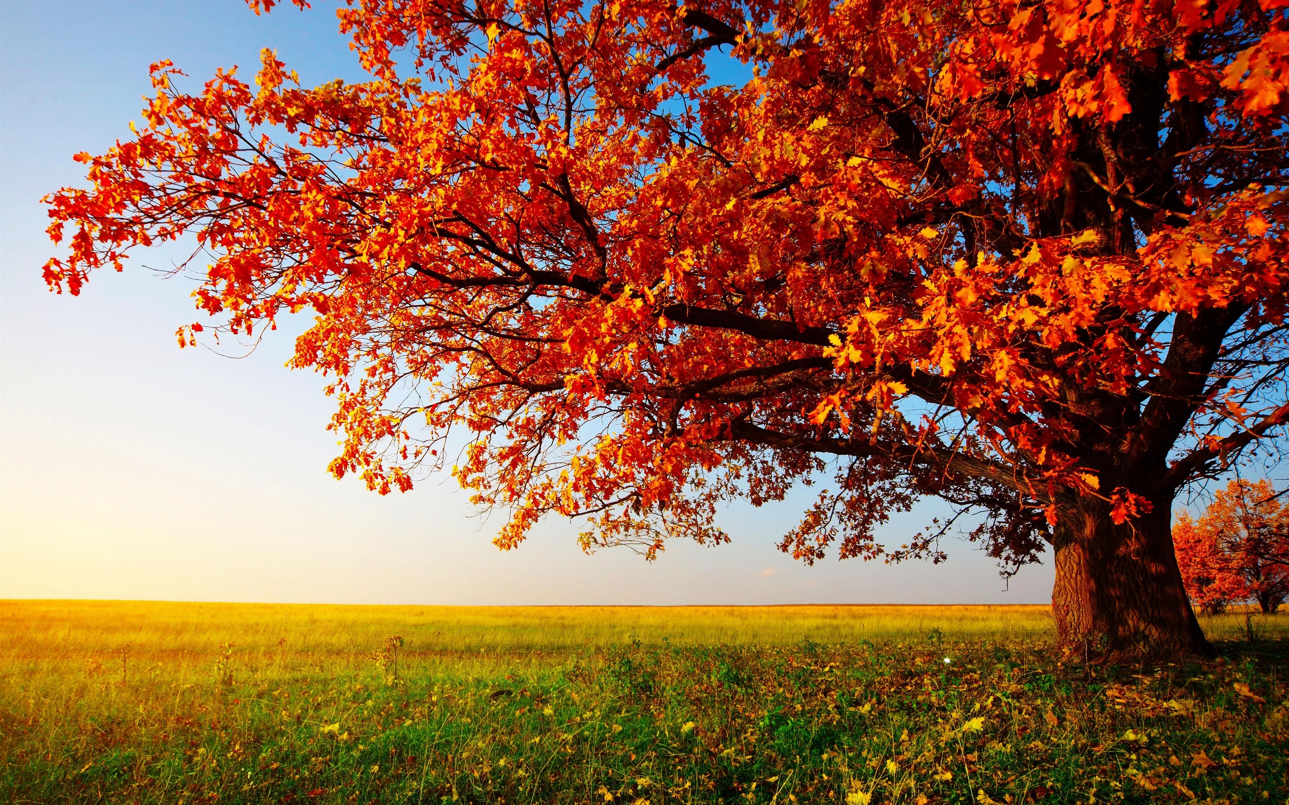 Laden Sie das Baum, Erde/natur-Bild kostenlos auf Ihren PC-Desktop herunter