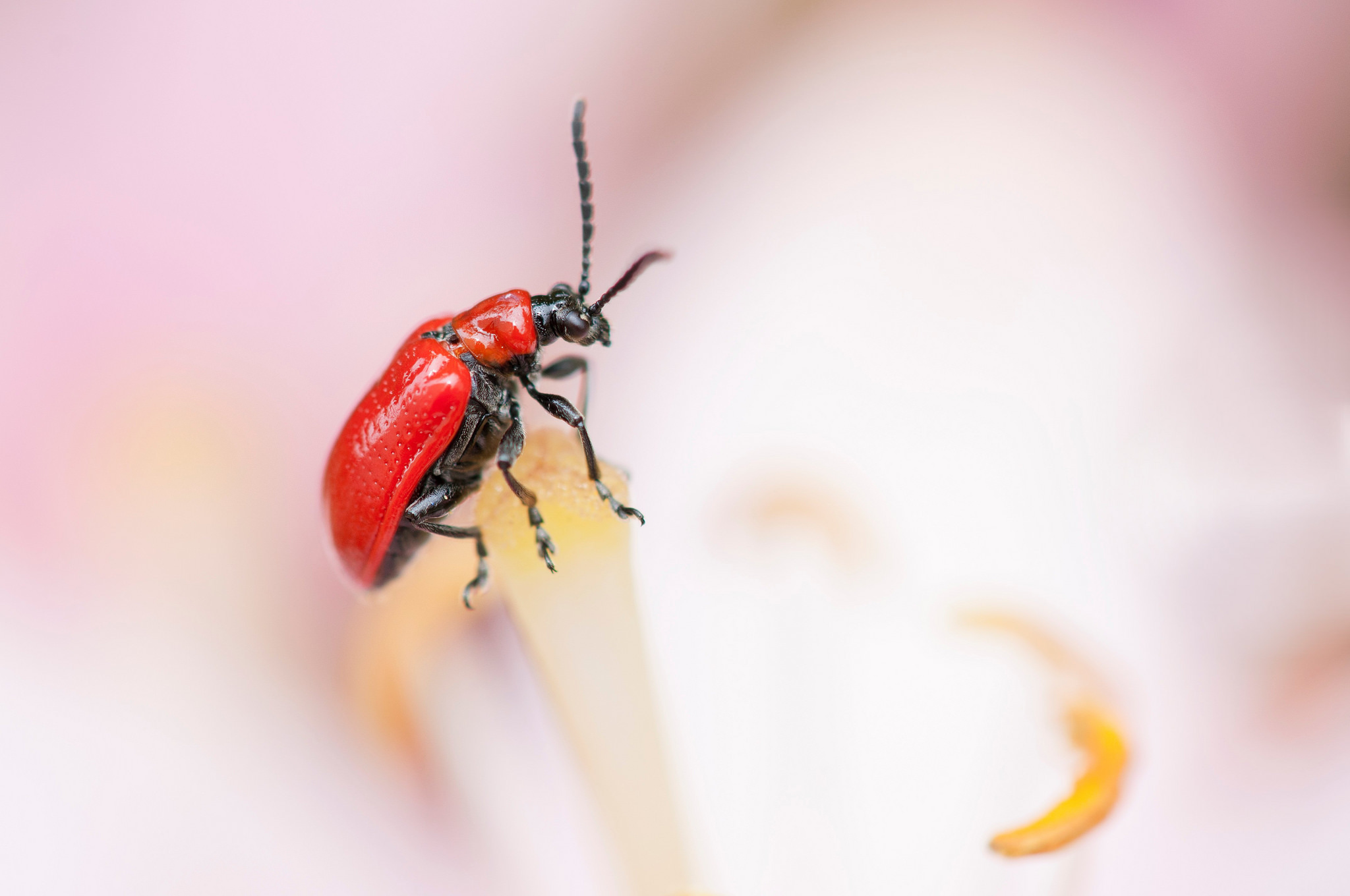 Download mobile wallpaper Macro, Insect, Animal, Beetle for free.