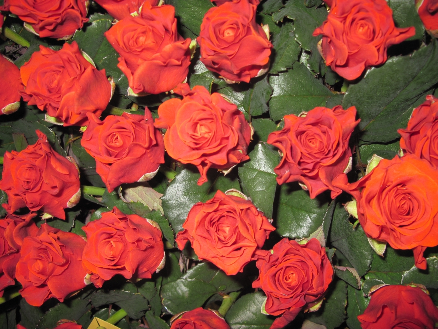 Full HD Wallpaper plants, flowers, roses, red
