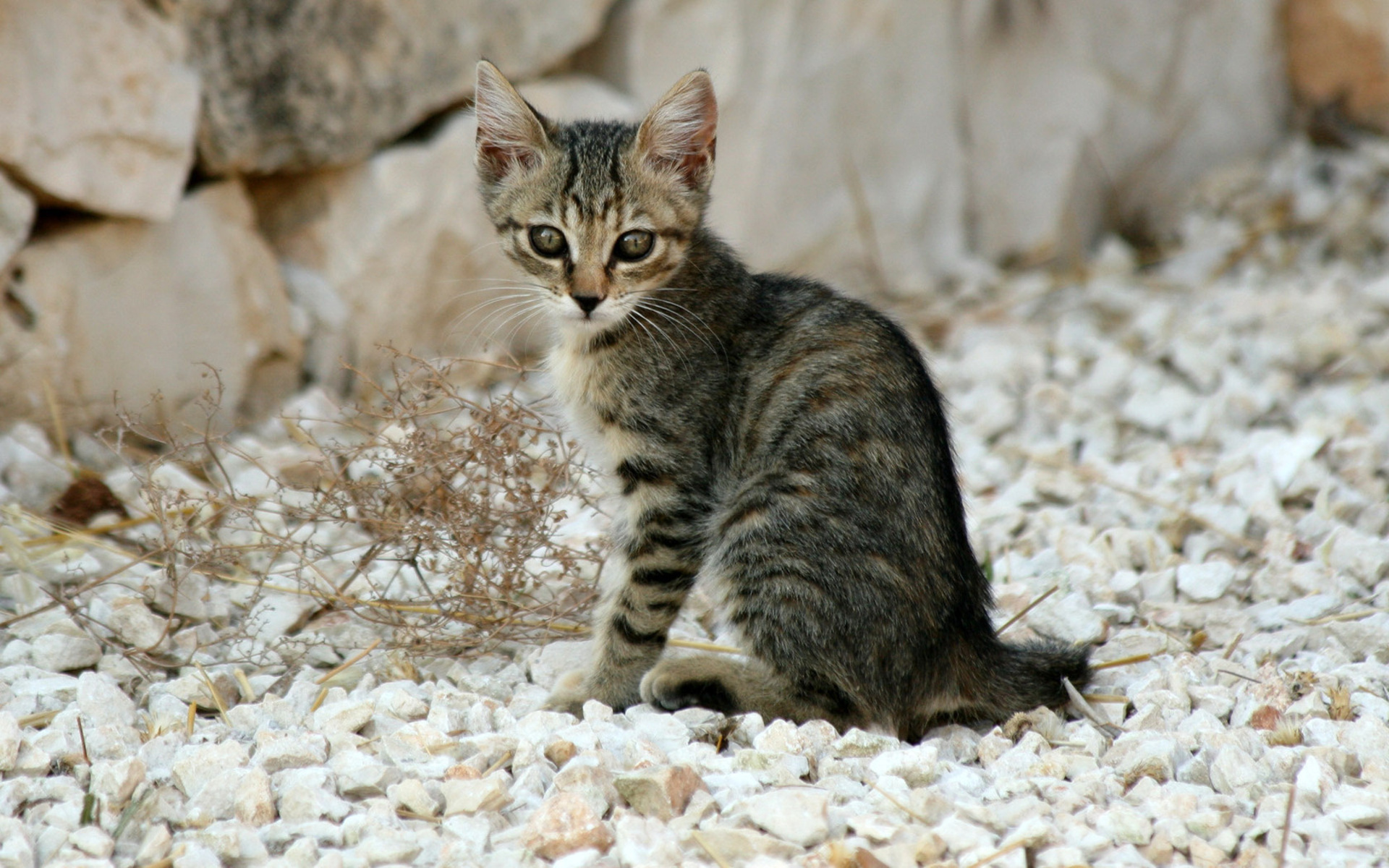 Baixar papel de parede para celular de Gatinho, Gato, Gatos, Animais, Fofo gratuito.