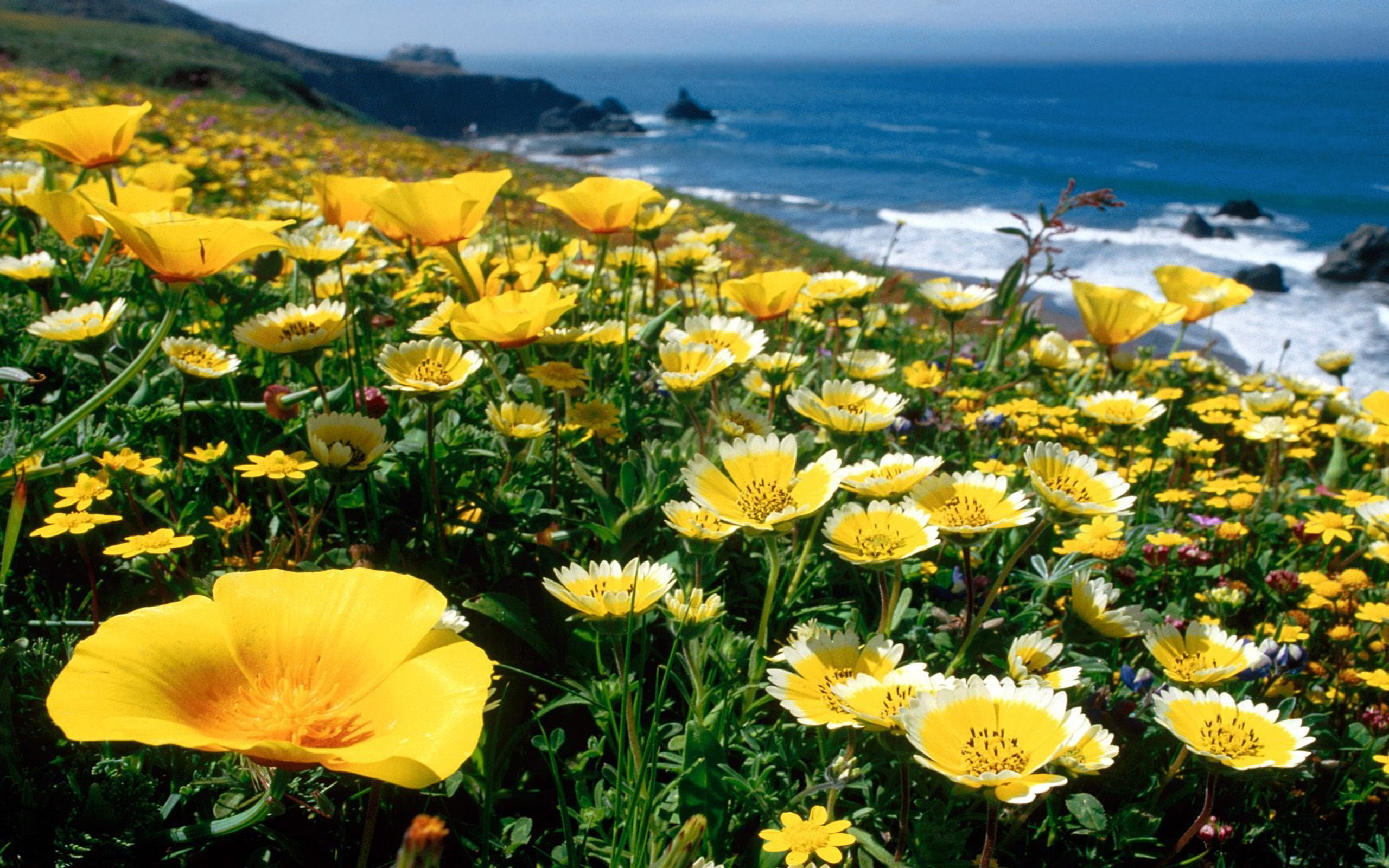 Téléchargez gratuitement l'image Fleurs, Fleur, Côte, Fleur Jaune, Terre/nature sur le bureau de votre PC