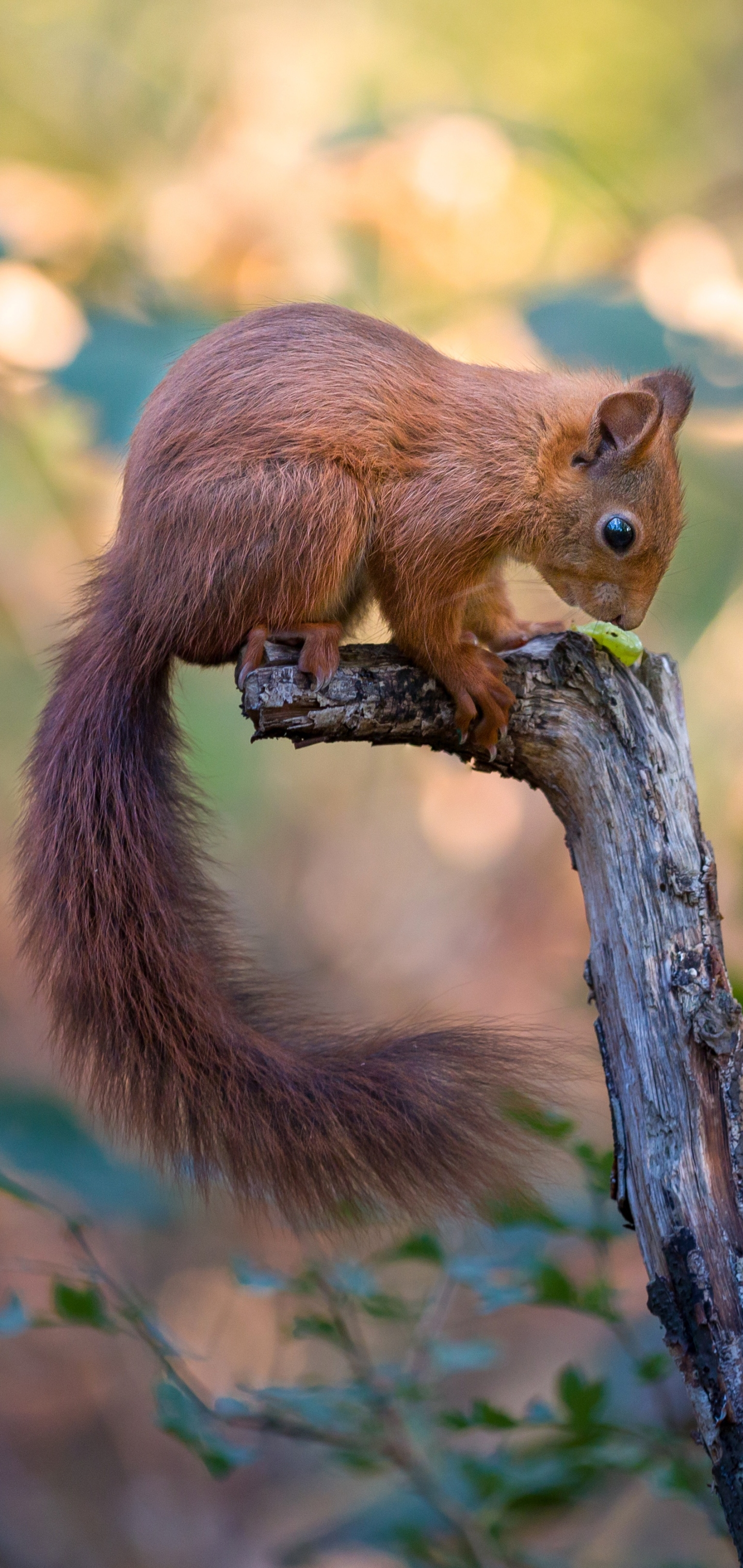 Handy-Wallpaper Tiere, Eichhörnchen, Nagetier kostenlos herunterladen.