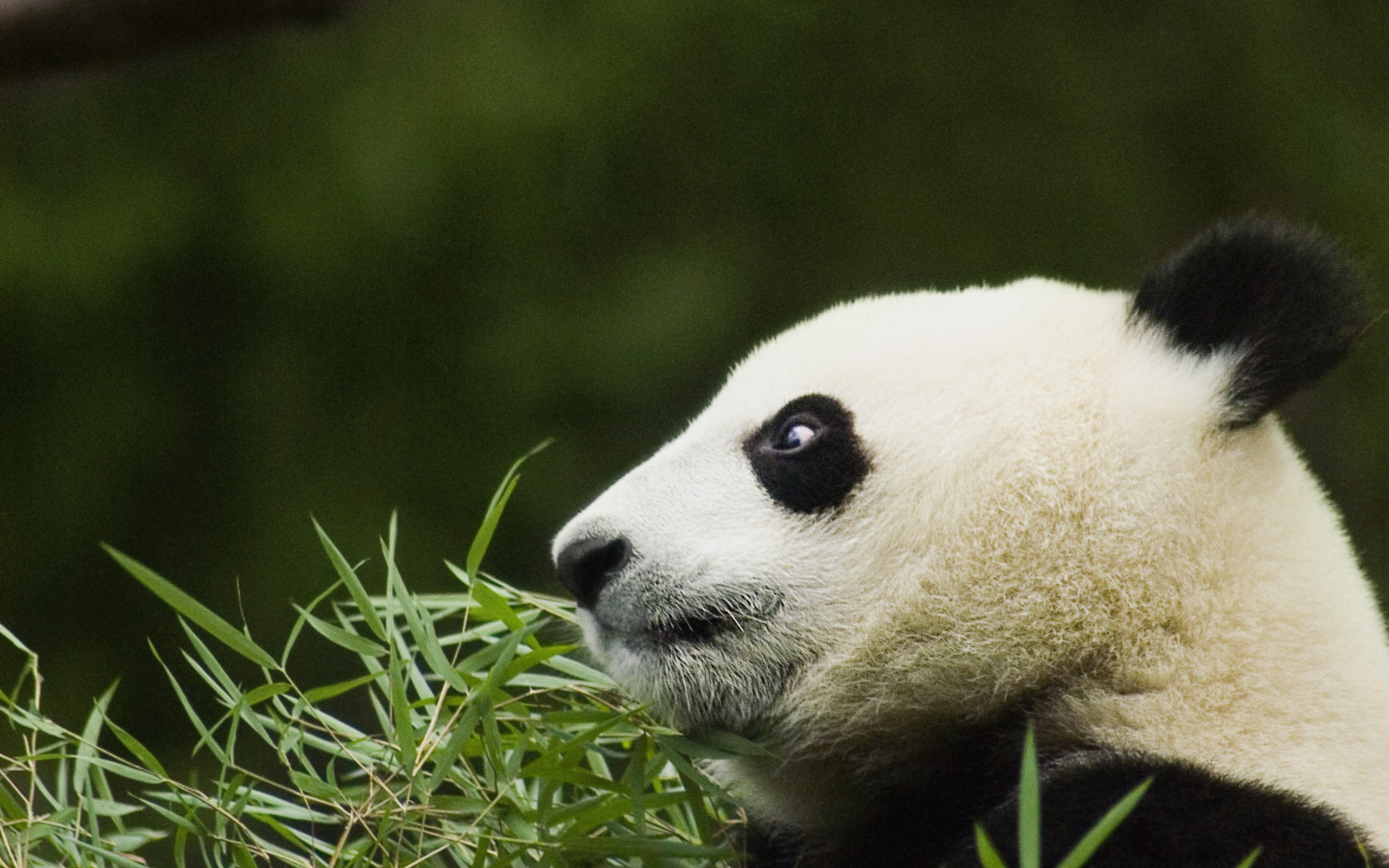 Téléchargez des papiers peints mobile Animaux, Panda gratuitement.