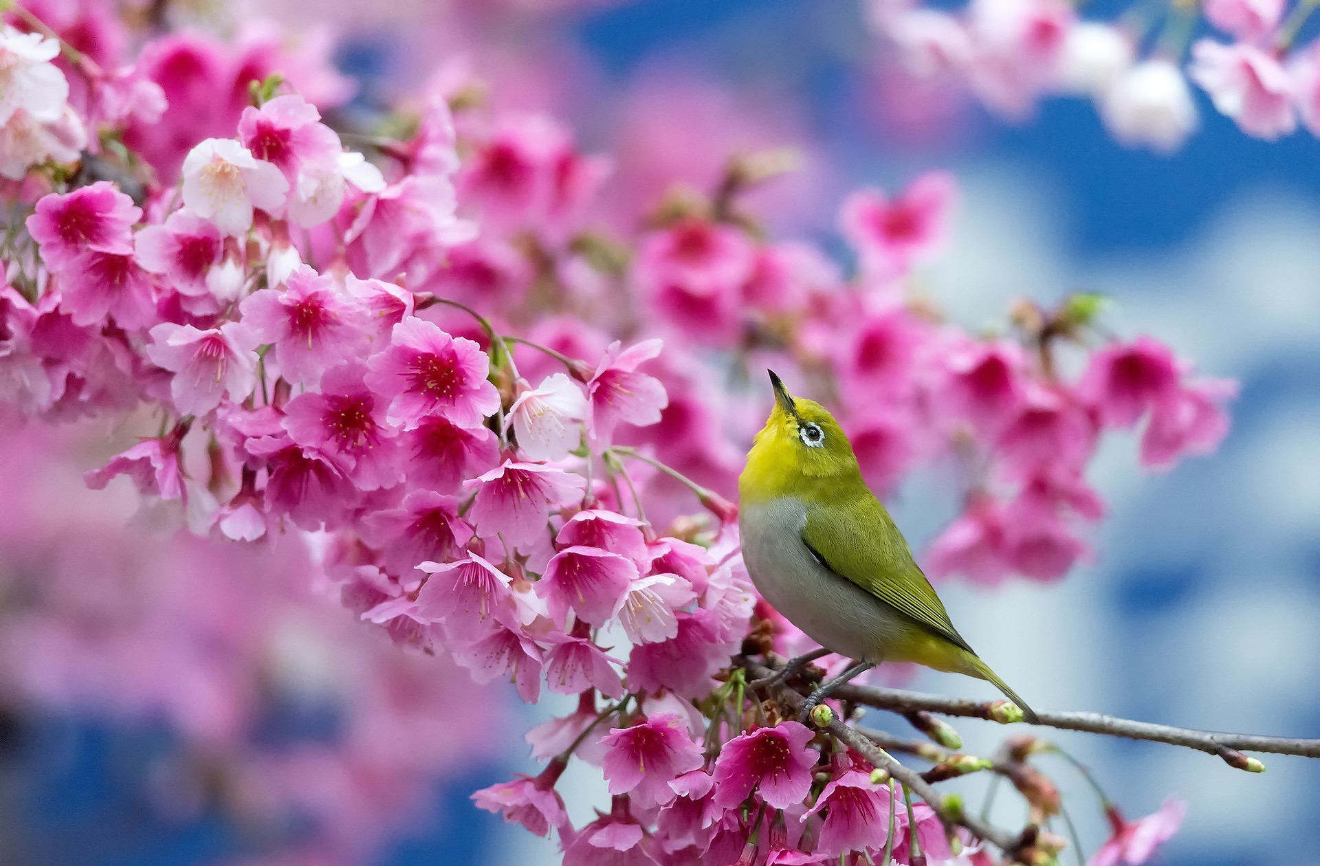Download mobile wallpaper Sakura, Bird, Birds, Animal for free.