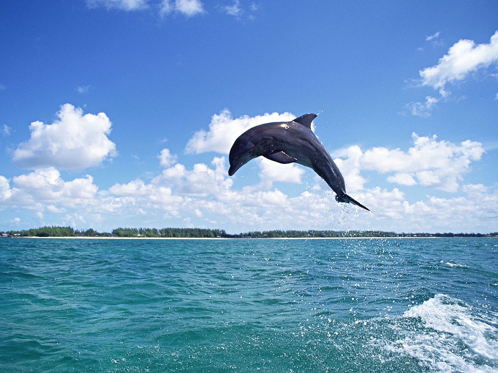 54 Hintergrundbild herunterladen delfine, tiere, blau, sky, wasser, fische - Bildschirmschoner und Bilder kostenlos