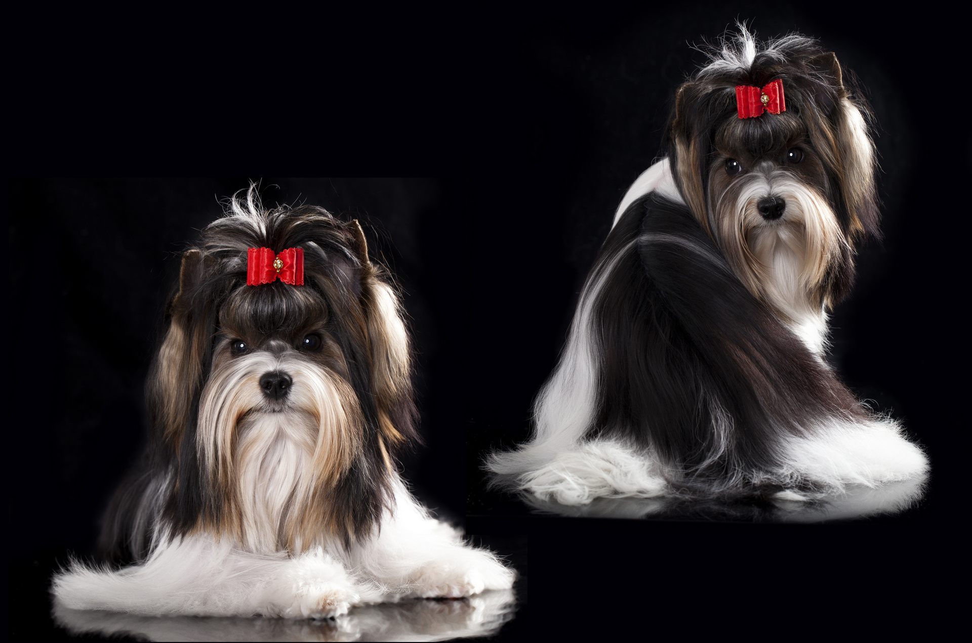 351415 descargar fondo de pantalla animales, yorkshire terrier, perros: protectores de pantalla e imágenes gratis