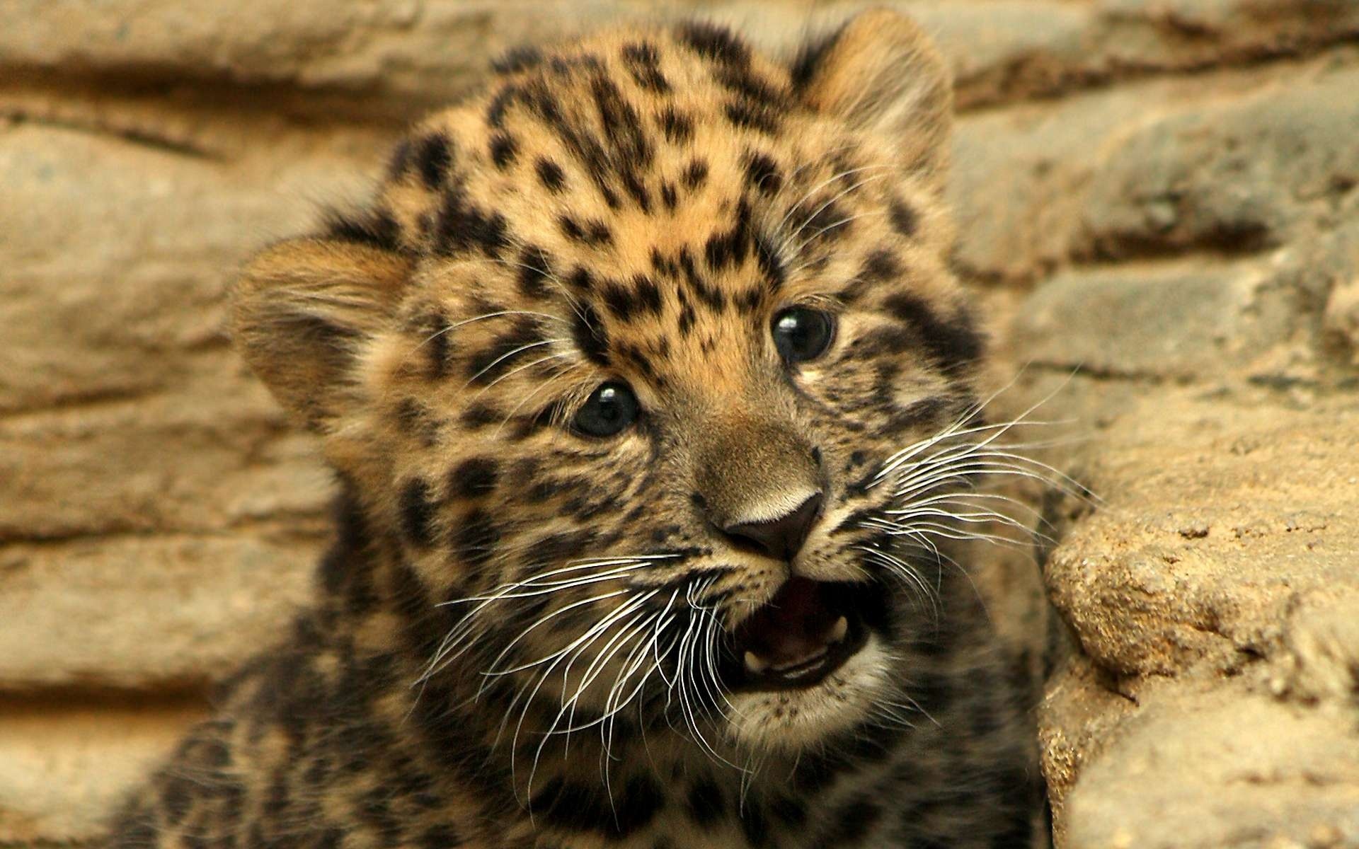 Baixar papel de parede para celular de Leopardo, Gatos, Animais gratuito.