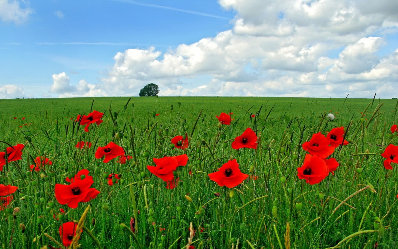 Download mobile wallpaper Landscape, Fields, Poppies for free.