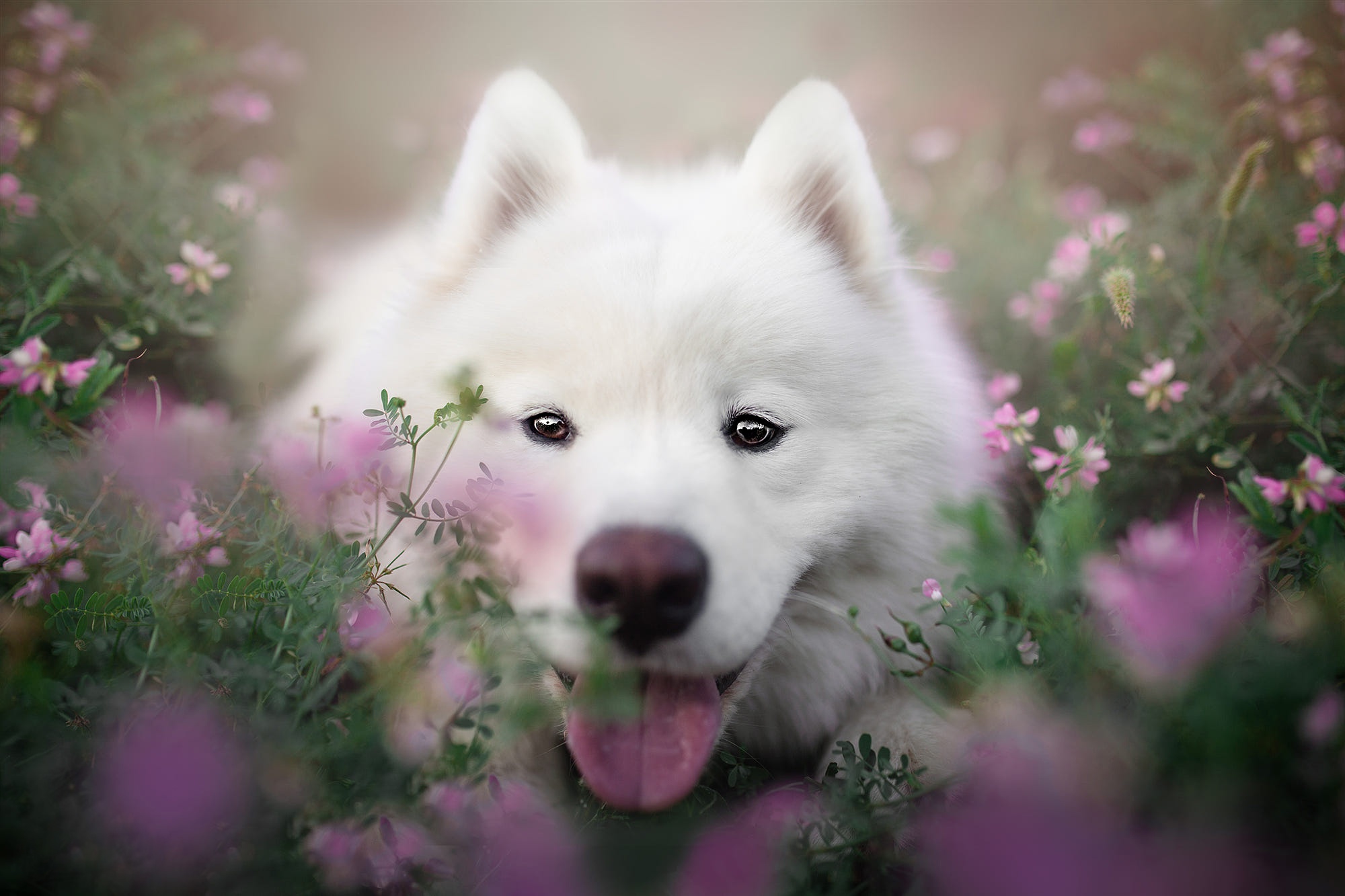 Download mobile wallpaper Dogs, Dog, Animal, Samoyed, Stare for free.