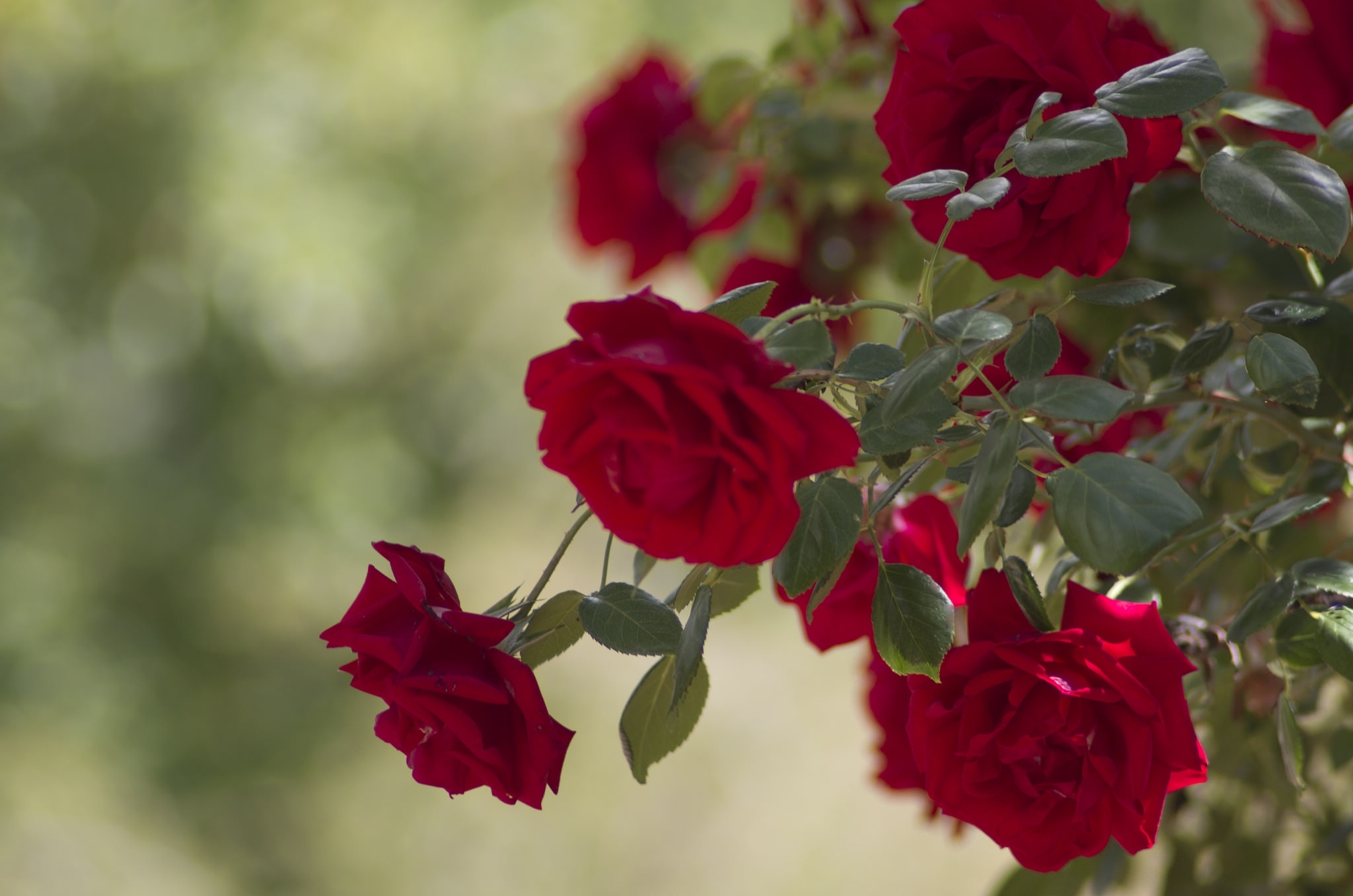 Laden Sie das Bush, Rose, Busch, Knospen, Blumen-Bild kostenlos auf Ihren PC-Desktop herunter