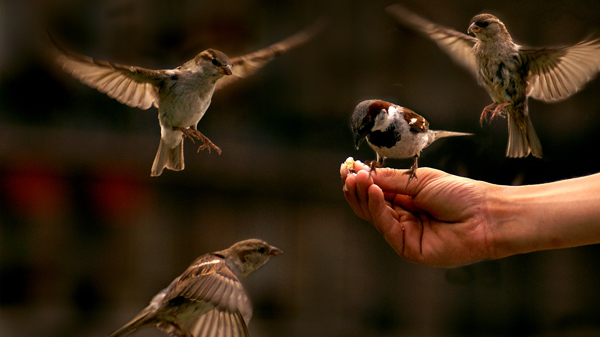 Free download wallpaper Birds, Bird, Sparrow, Animal, Eating on your PC desktop