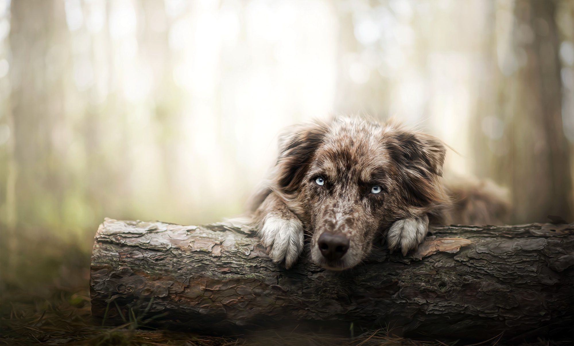 Free download wallpaper Dogs, Dog, Muzzle, Animal, Australian Shepherd on your PC desktop