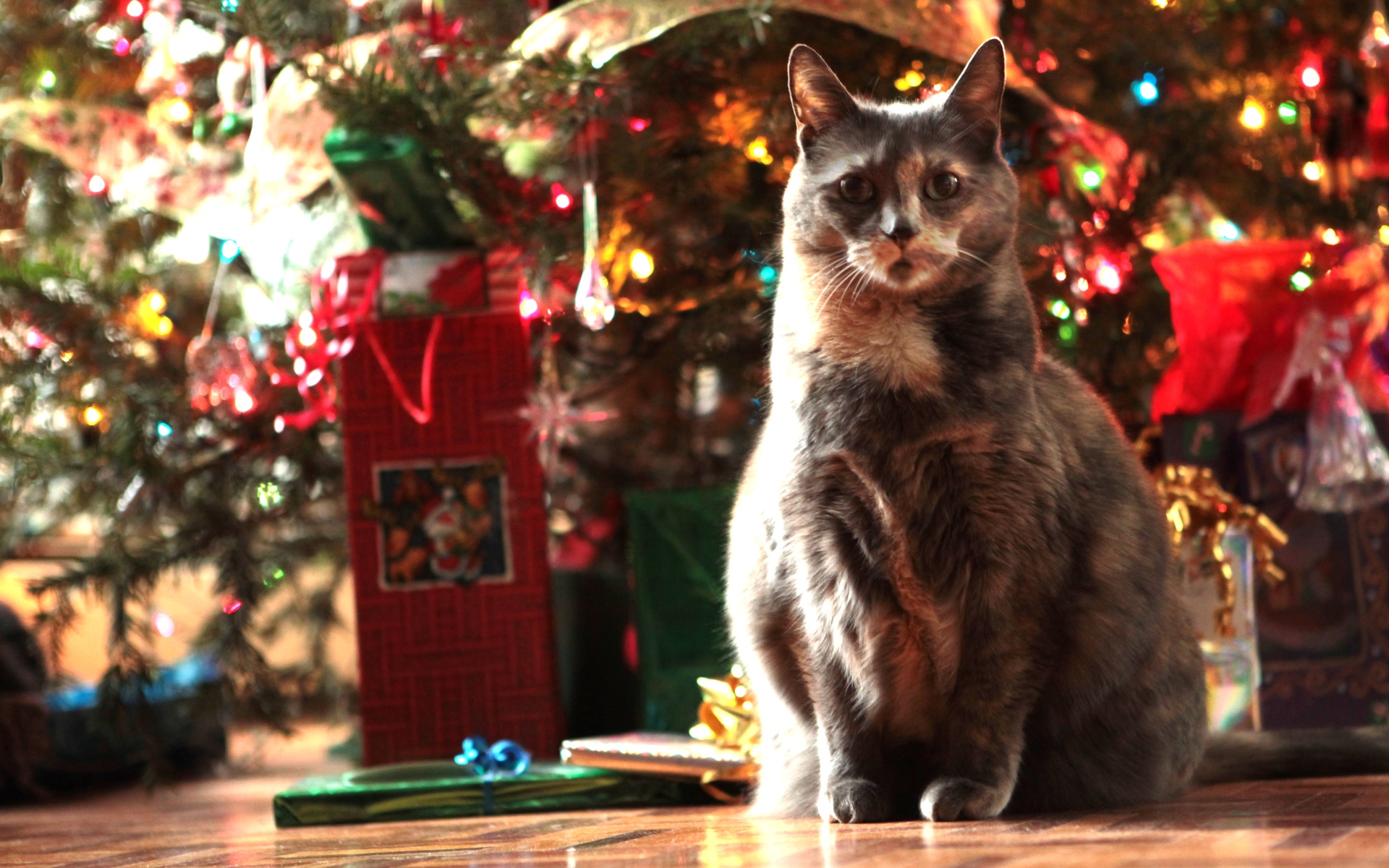Скачати мобільні шпалери Різдво, Кішка, Свято безкоштовно.