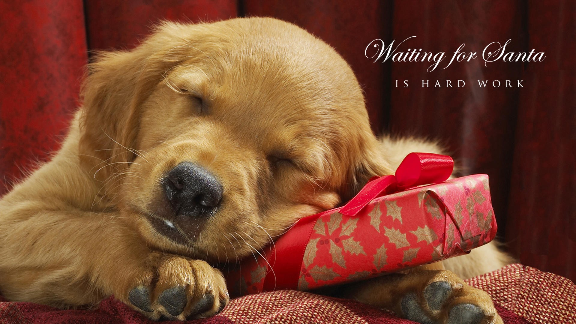 214081 baixar papel de parede feriados, natal, fofo, cão, presente - protetores de tela e imagens gratuitamente