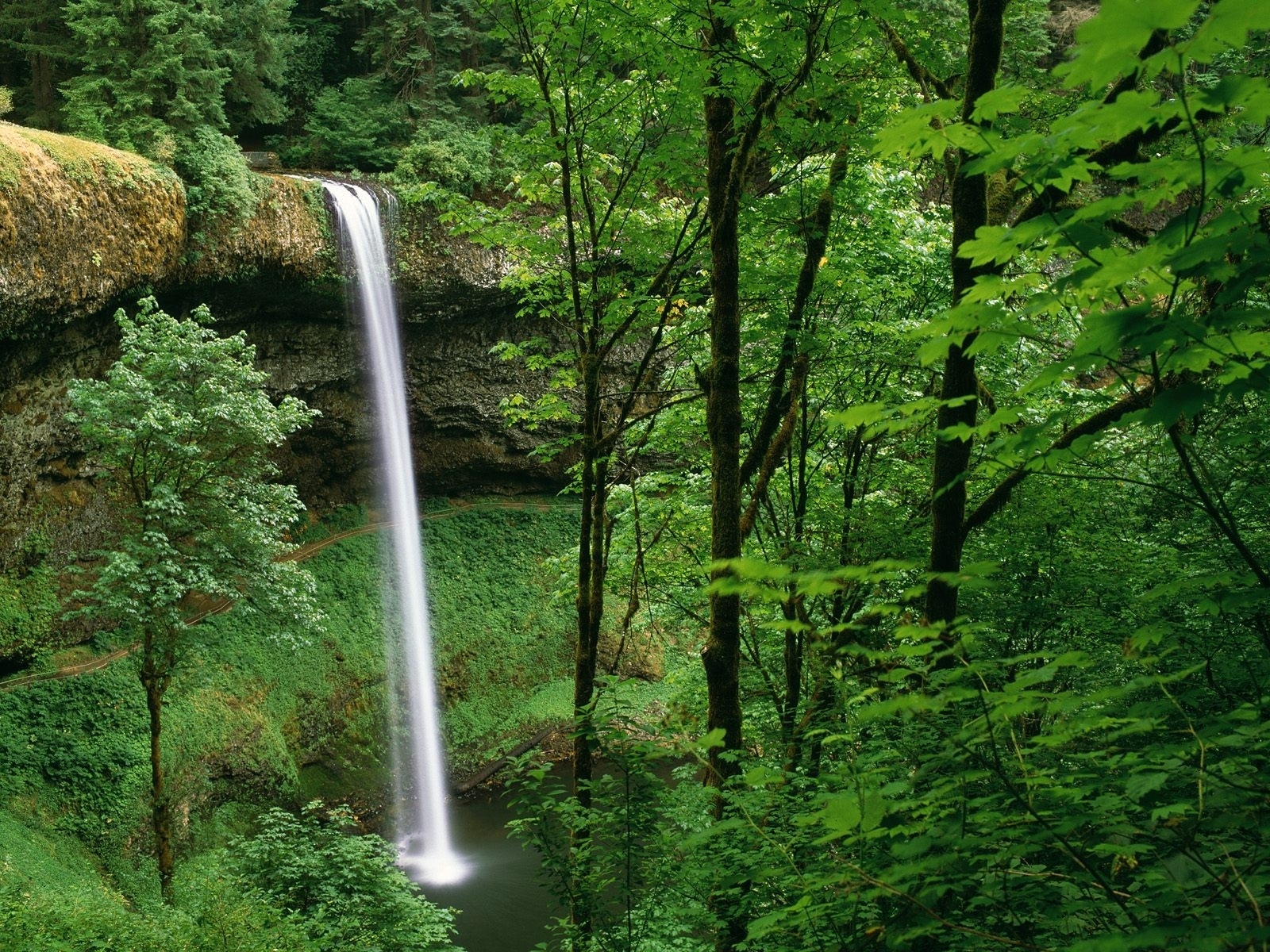 426315 завантажити шпалери земля, водоспад, ліс, зелений, природа, орегон, срібний водоспад, вода, водоспади - заставки і картинки безкоштовно