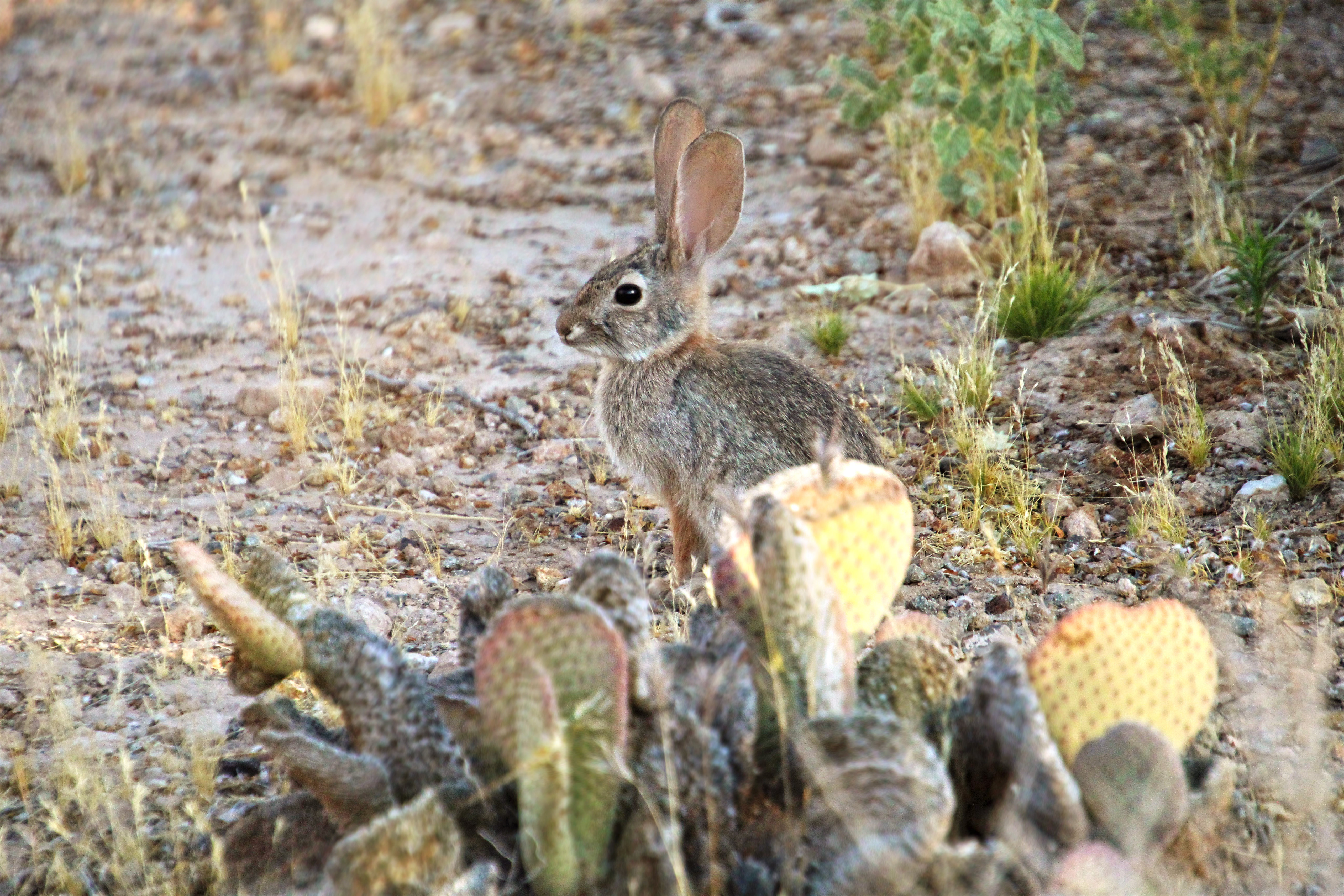 animals, cactuses, animal, rabbit, hare