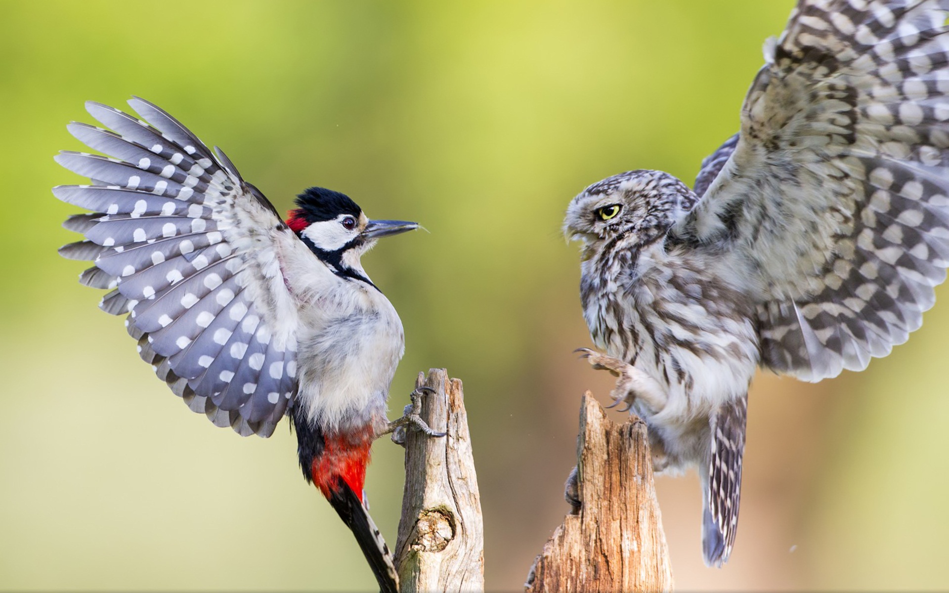 Free download wallpaper Bird, Animal on your PC desktop