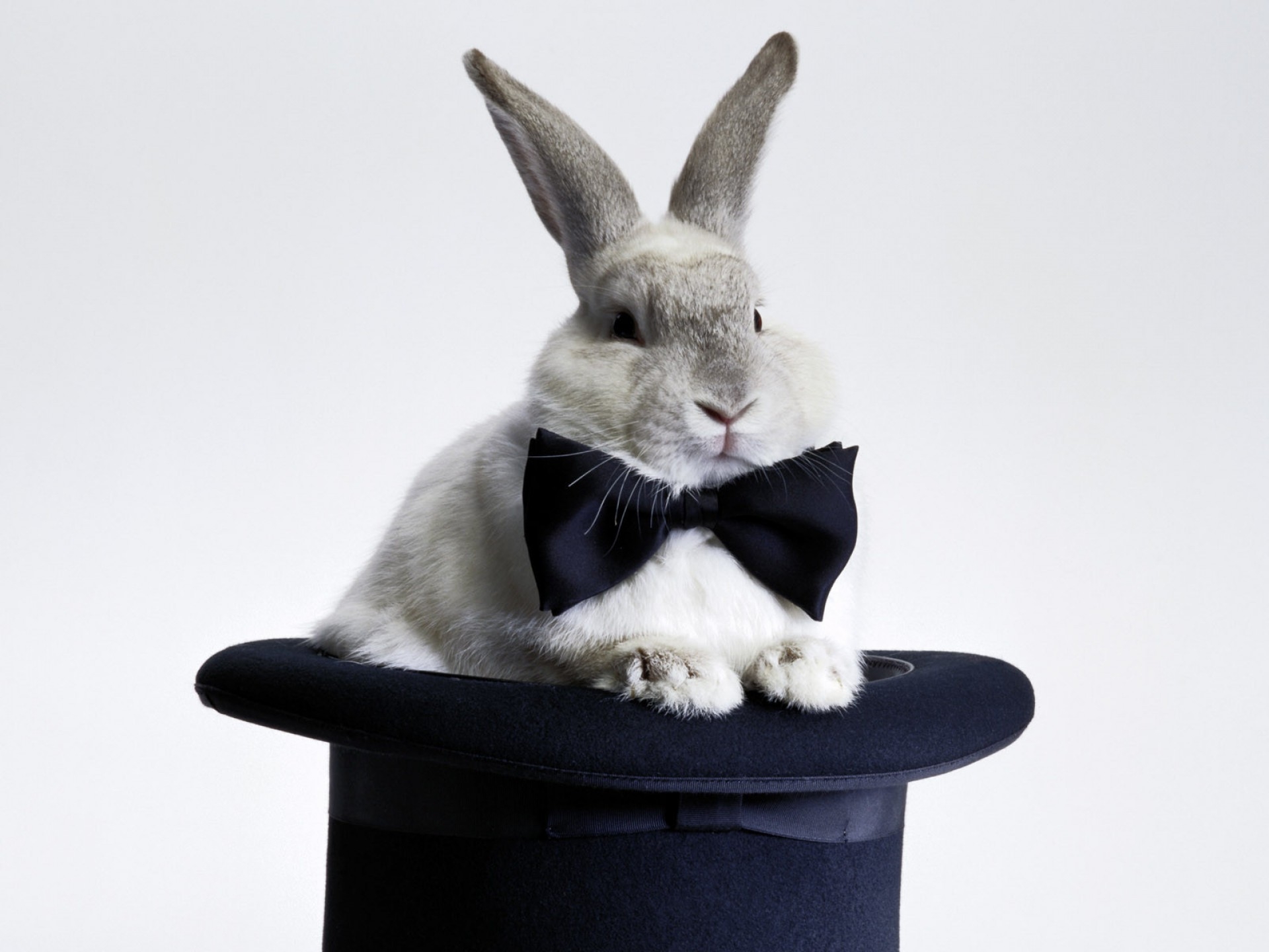 Download mobile wallpaper Rabbit, Bow, Animals, Hat for free.