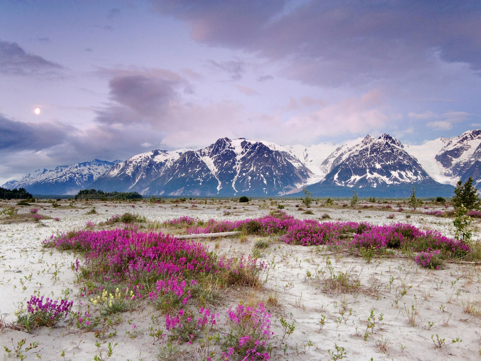 Descarga gratis la imagen Naturaleza, Montañas, Nieve, Montaña, Flor, Nube, Tierra/naturaleza en el escritorio de tu PC
