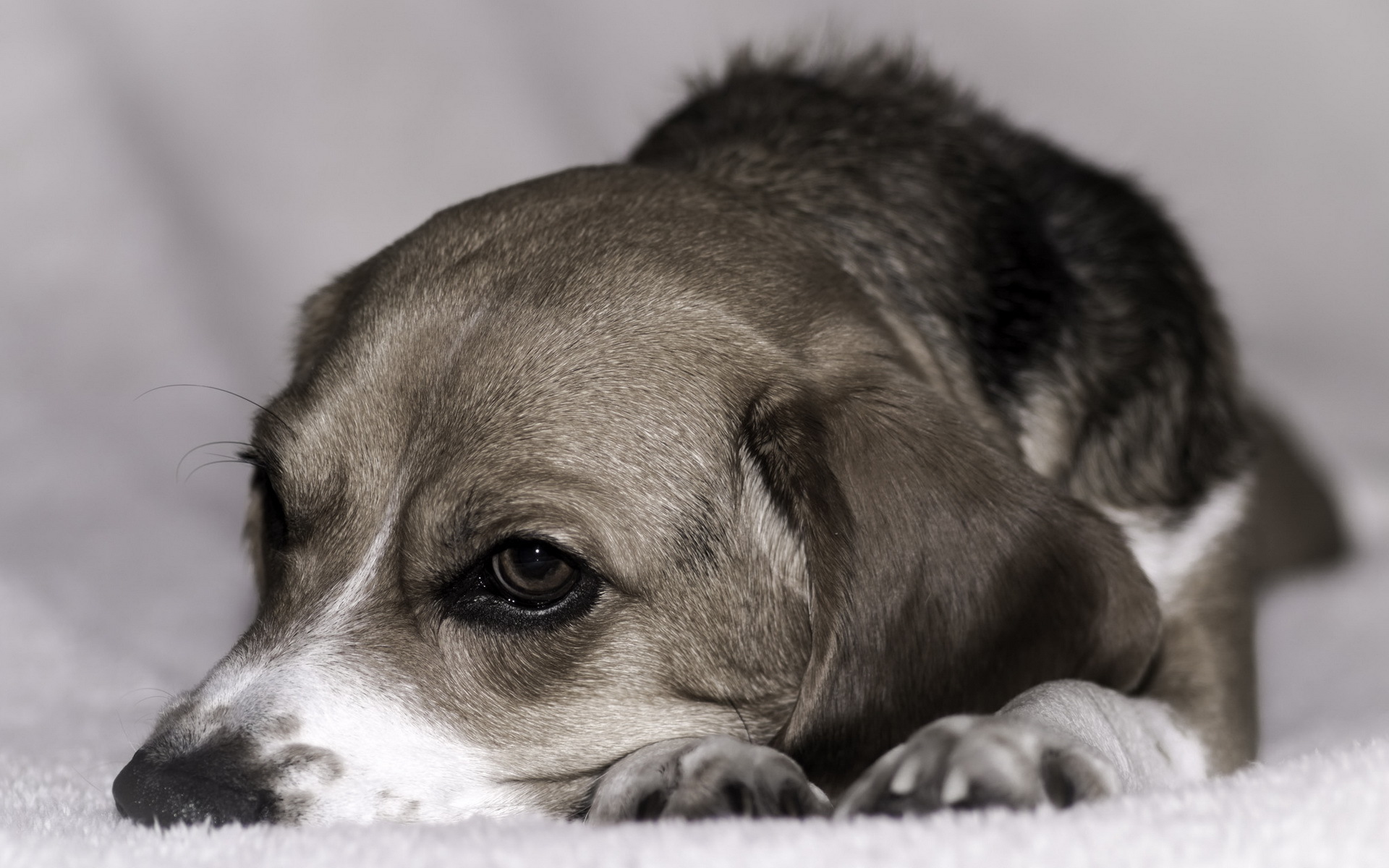 Téléchargez des papiers peints mobile Animaux, Chiens, Chien gratuitement.