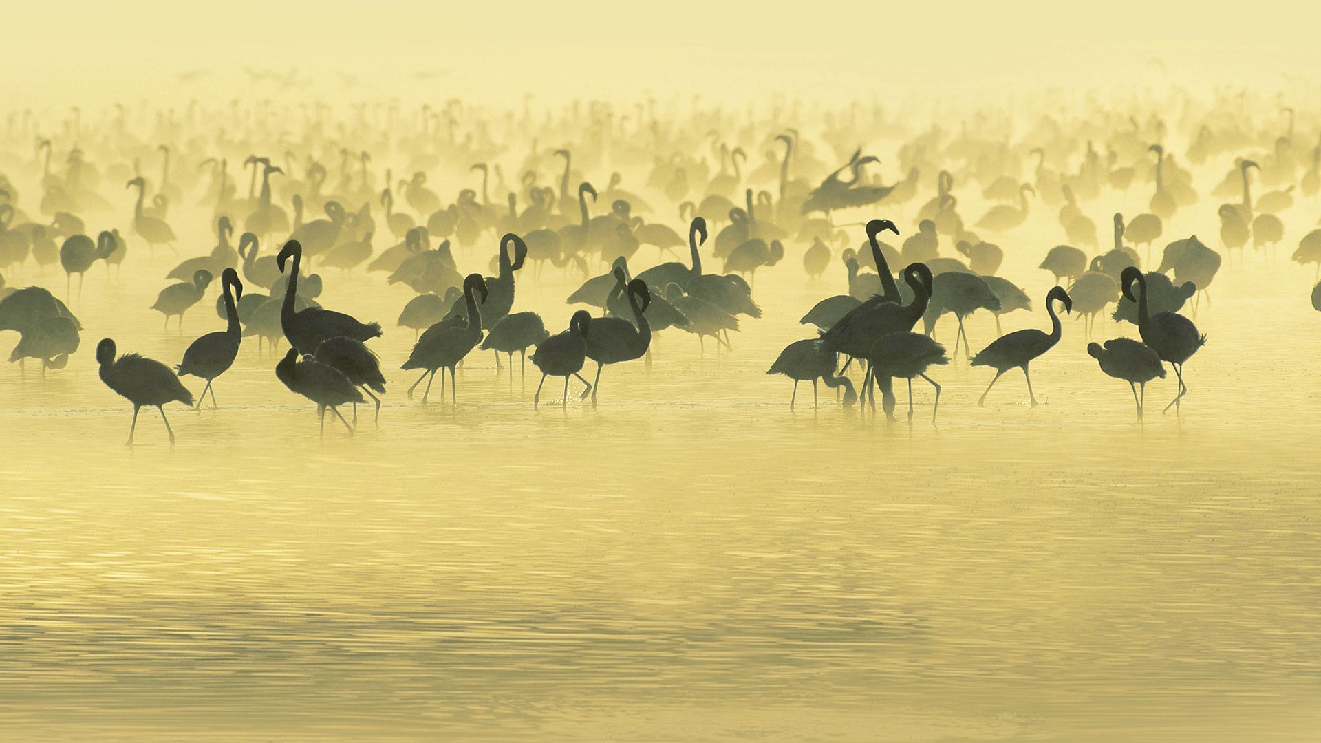 animals, flamingo, lake, bw, chb, flock, lots of, multitude