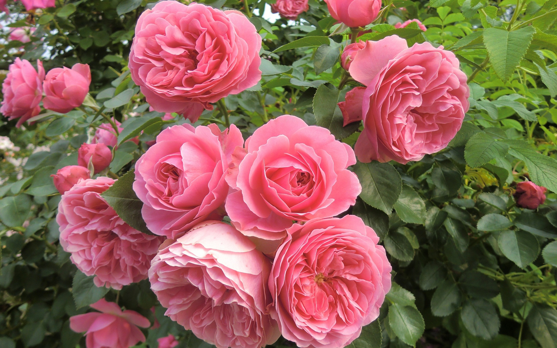 Download mobile wallpaper Flowers, Flower, Rose, Earth for free.