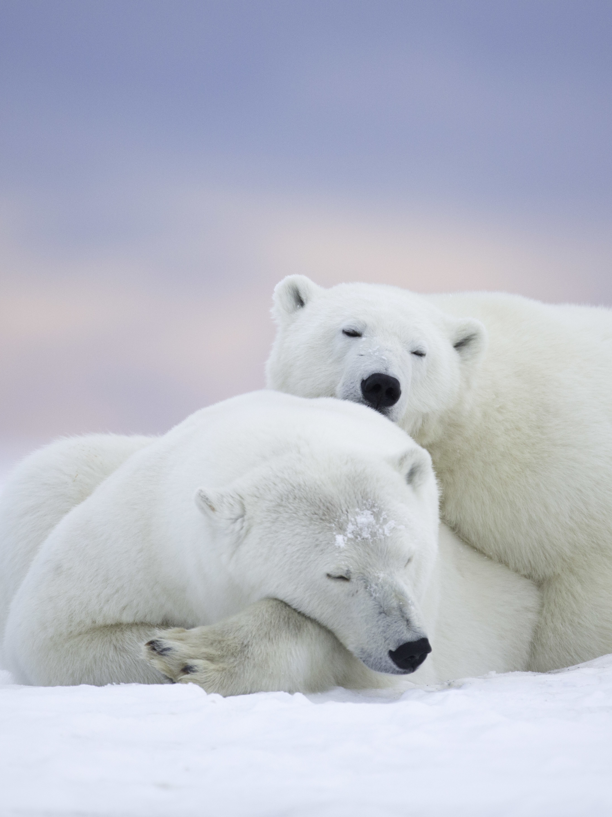 Download mobile wallpaper Bears, Bear, Animal, Polar Bear for free.