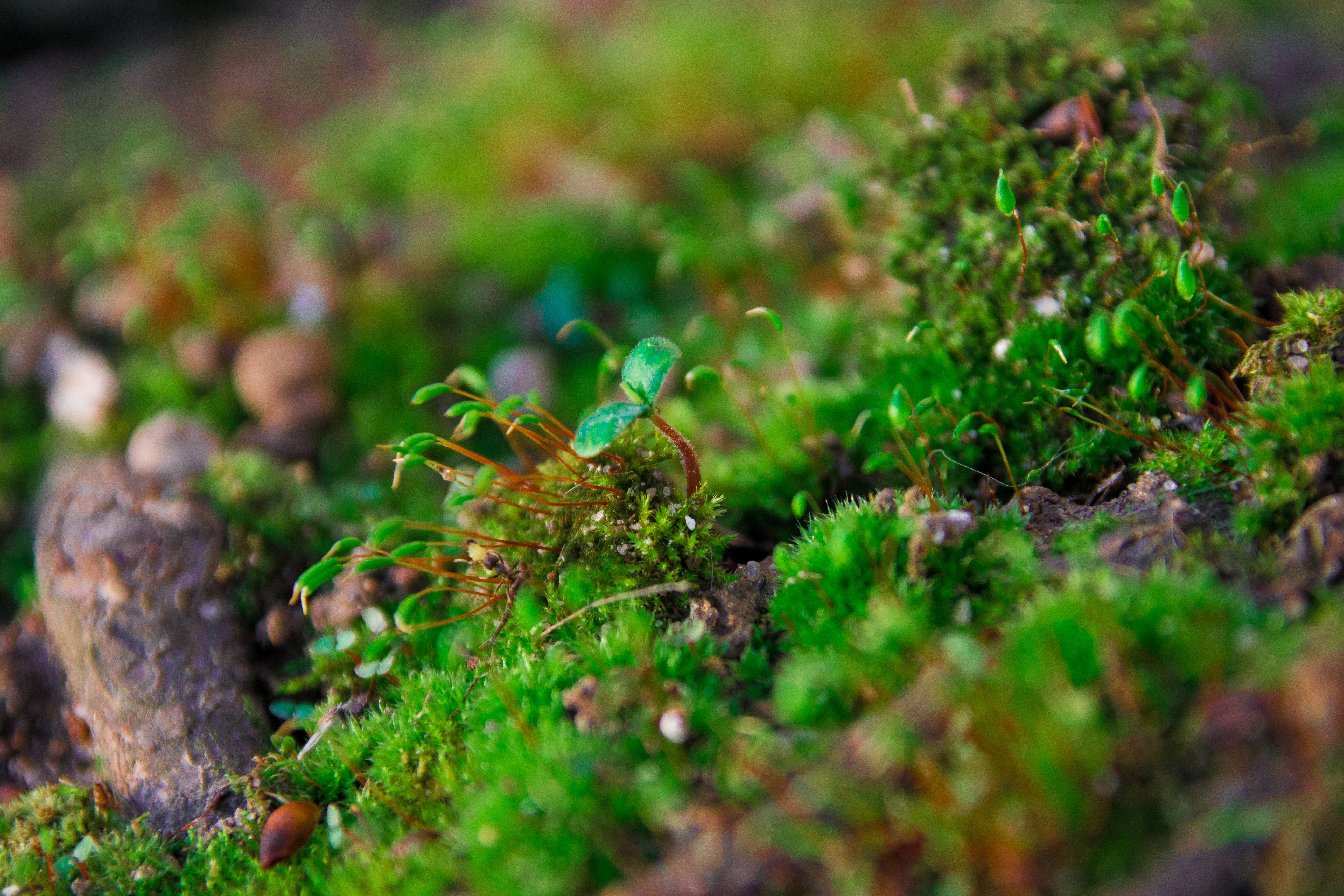 macro, moss, plants Free Stock Photo
