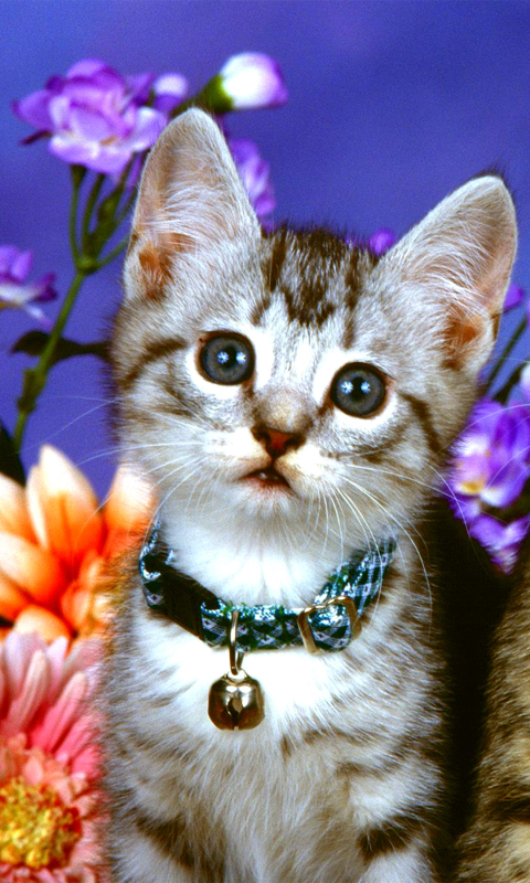 Download mobile wallpaper Cats, Flower, Cat, Kitten, Animal, Cute for free.