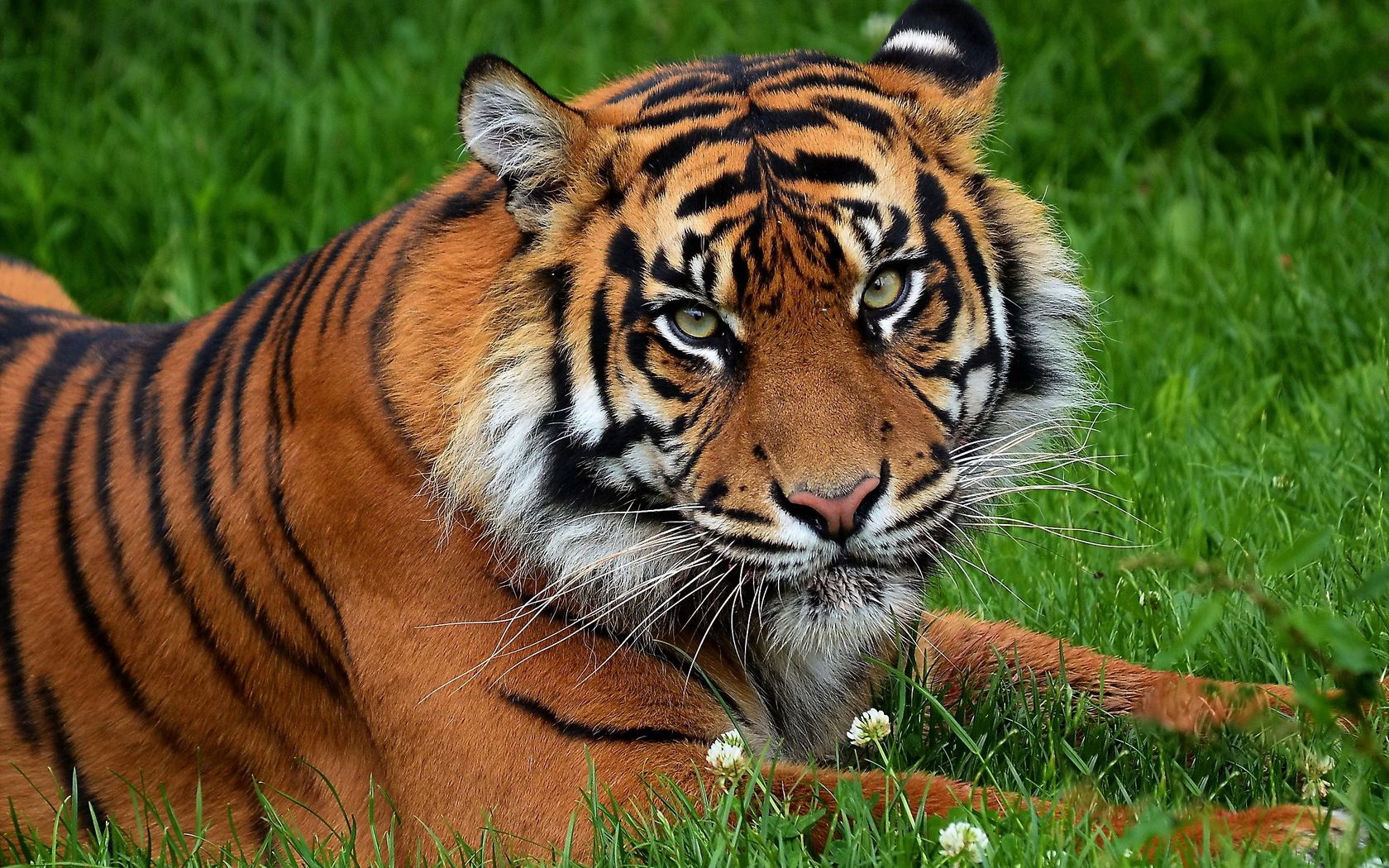 153402 descargar imagen animales, flores, hierba, depredador, gato grande, tigre: fondos de pantalla y protectores de pantalla gratis