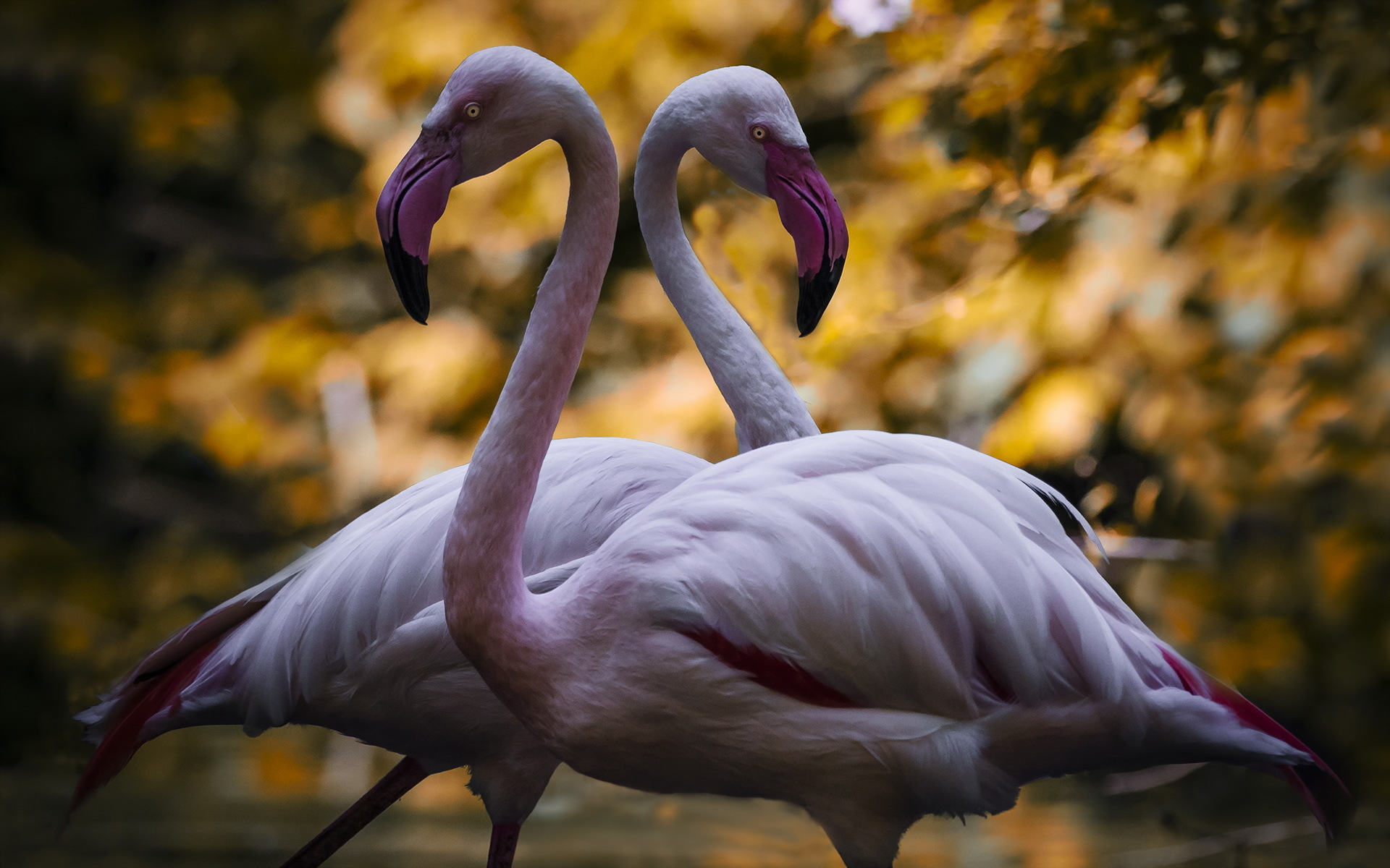 Baixe gratuitamente a imagem Animais, Aves, Flamingo, Pássaro, Bico na área de trabalho do seu PC