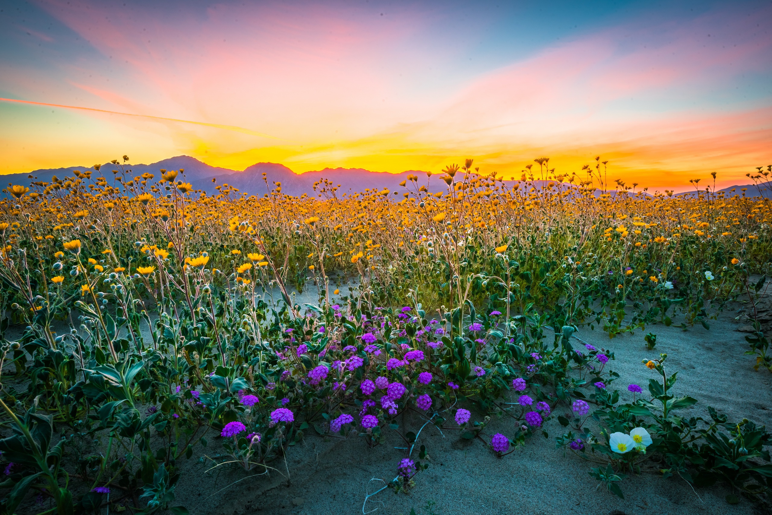 Laden Sie das Natur, Blumen, Blume, Gelbe Blume, Lila Blume, Erde/natur, Wildblume-Bild kostenlos auf Ihren PC-Desktop herunter