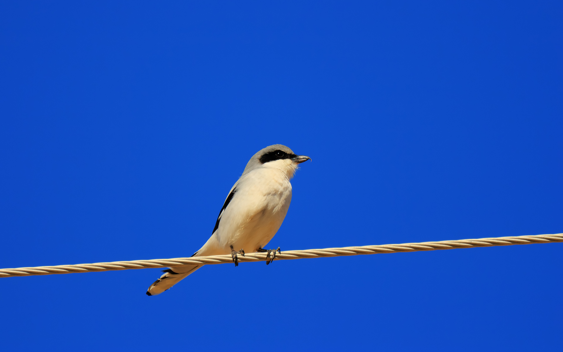 Butcherbird Lock Screen Mobile