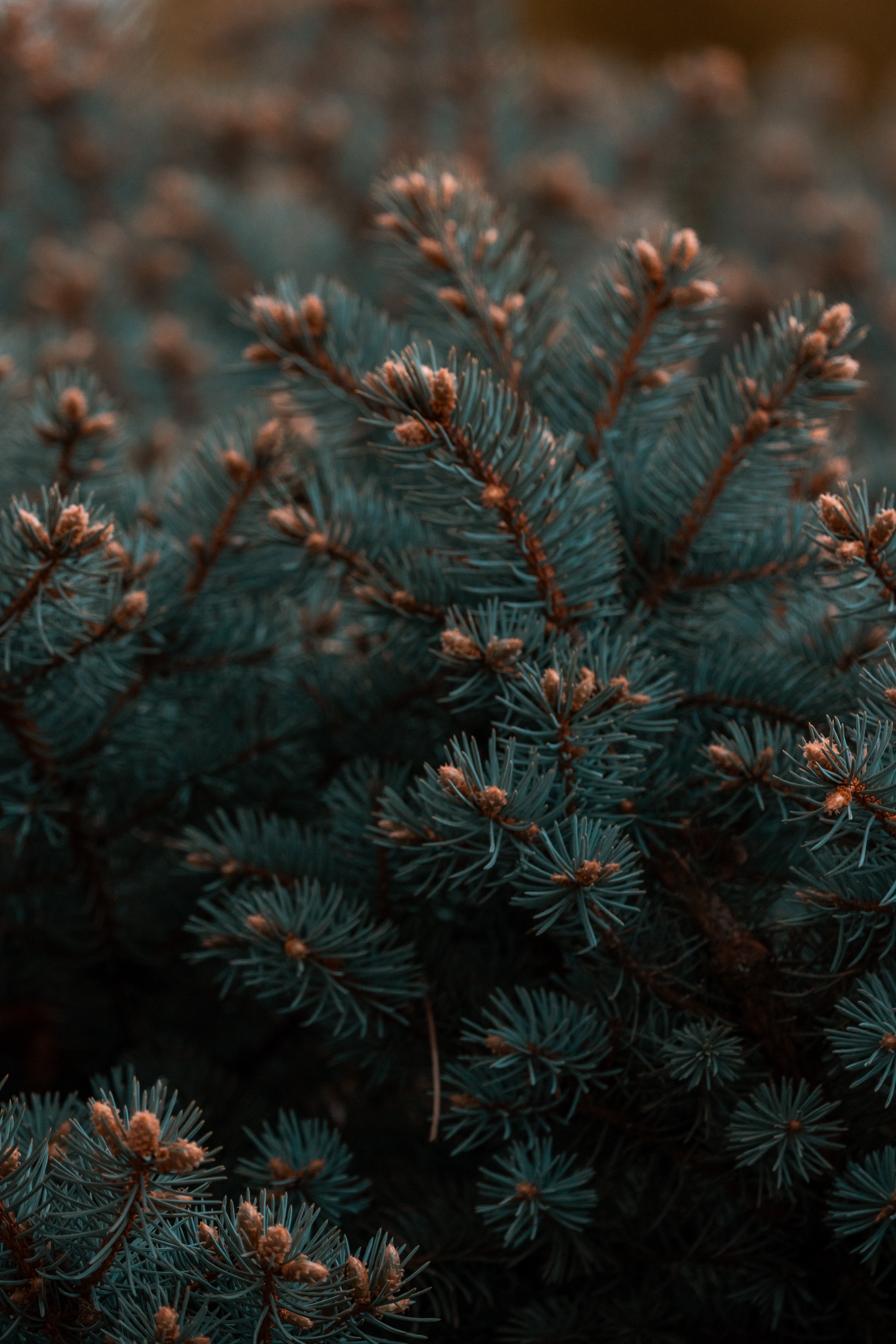 Download mobile wallpaper Fir, Spruce, Needle, Branches, Plant, Nature for free.