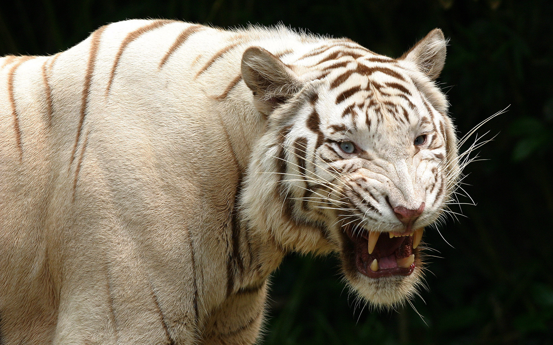 Descarga gratuita de fondo de pantalla para móvil de Animales, Gatos, Tigre Blanco.