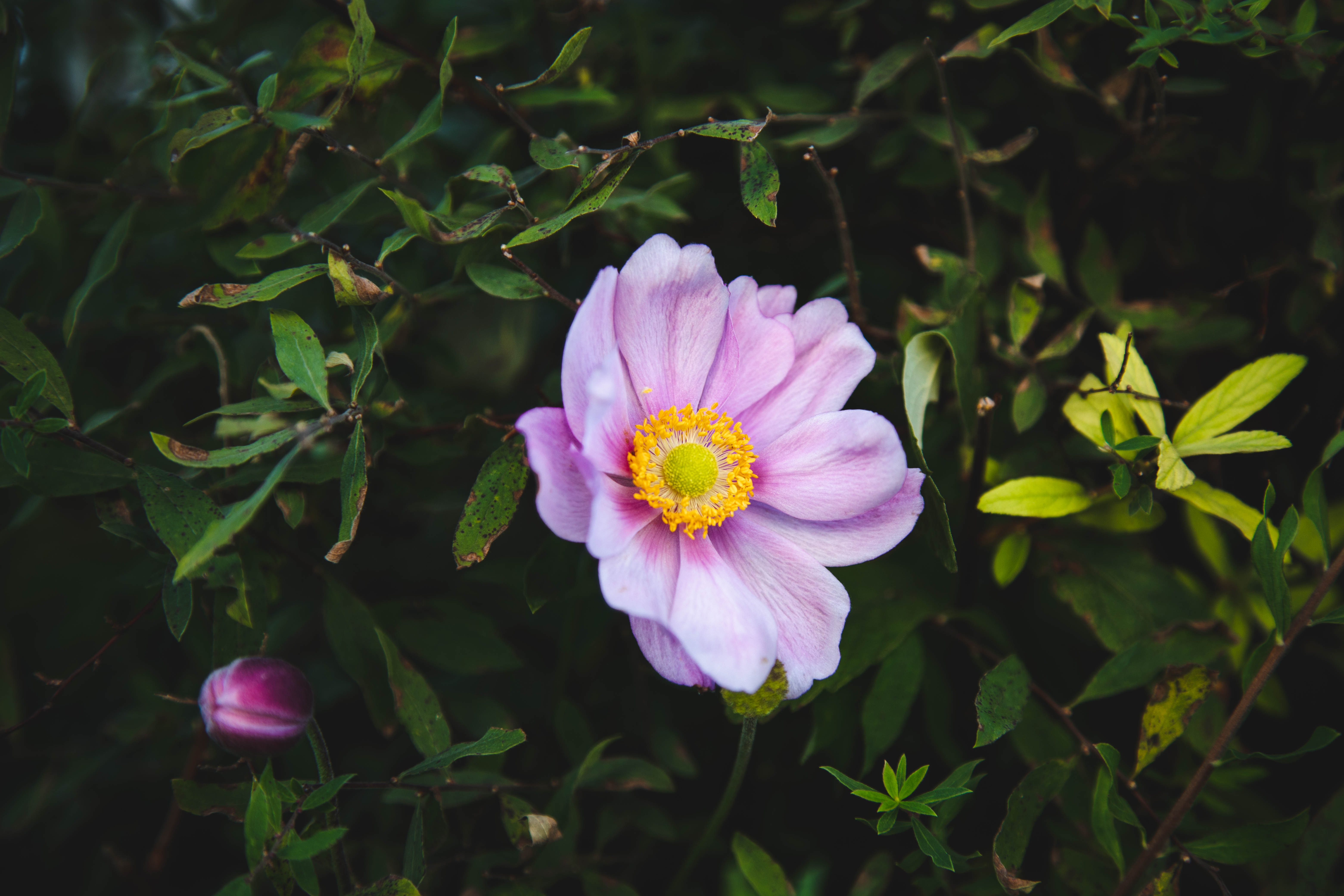 Téléchargez gratuitement l'image Fleur De Jardin, Fleurs, Buisson, Une Rose, Jardin, Rose sur le bureau de votre PC