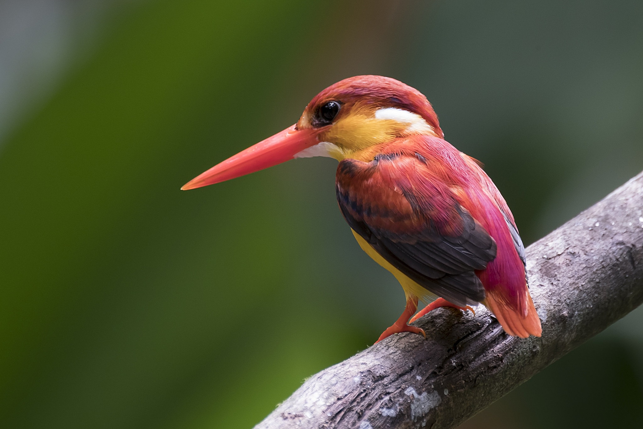 Download mobile wallpaper Birds, Bird, Animal, Kingfisher, Rufous Backed Dwarf Kingfisher for free.