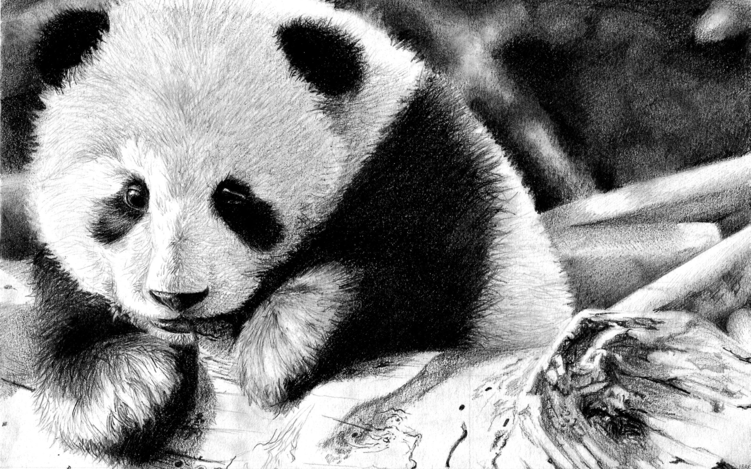 Full HD Wallpaper panda, animals, muzzle, color, bw, chb