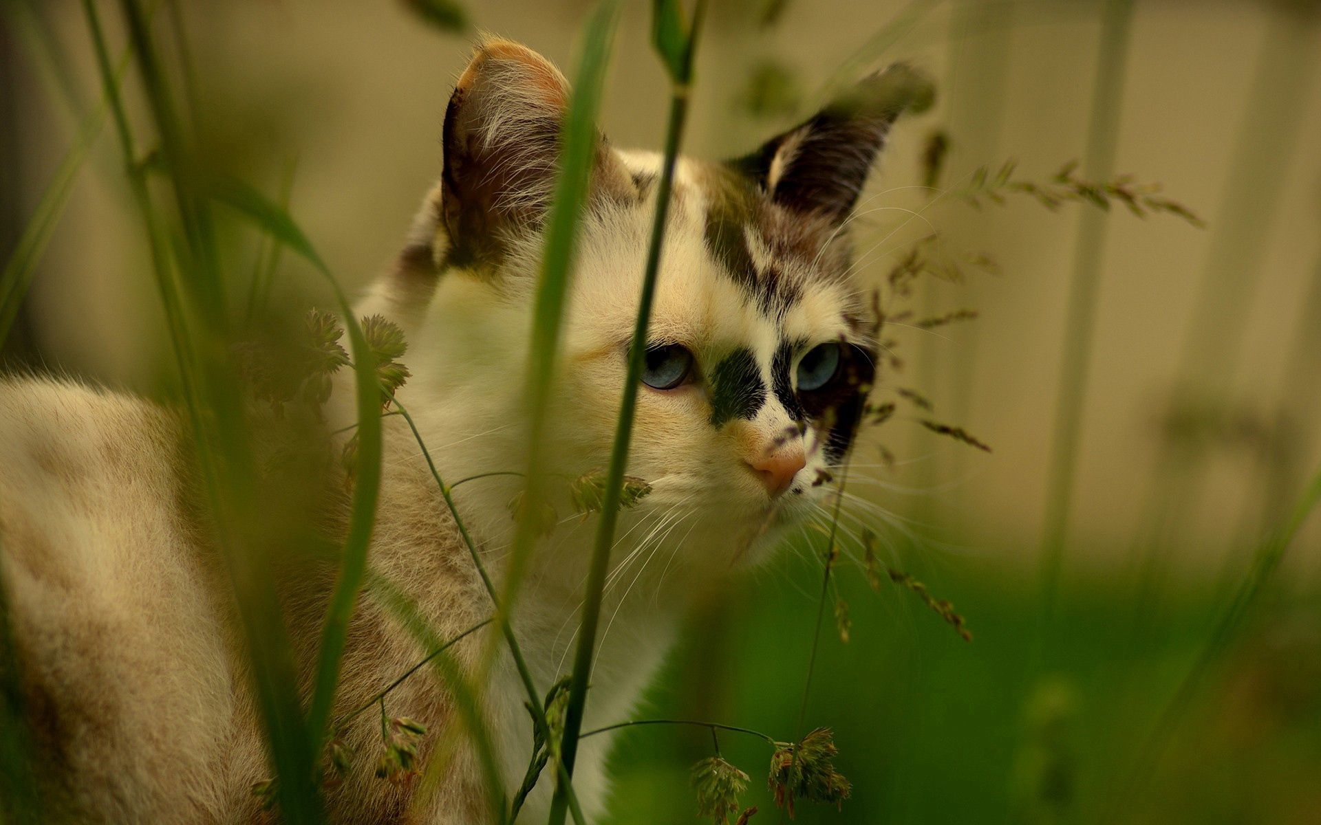 animals, grass, cat, muzzle, spotted, spotty Panoramic Wallpaper