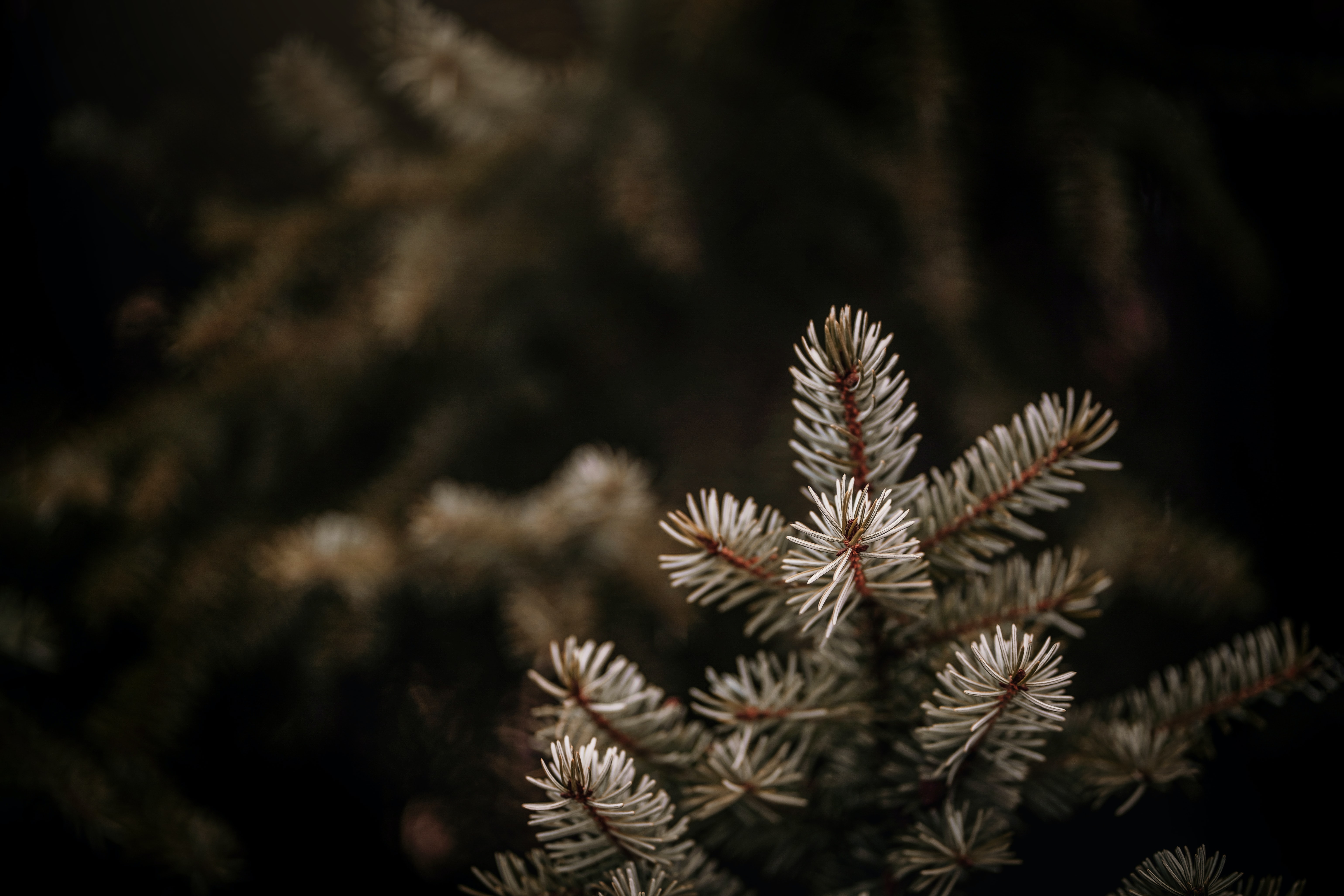 needle, macro, branches, spruce, fir