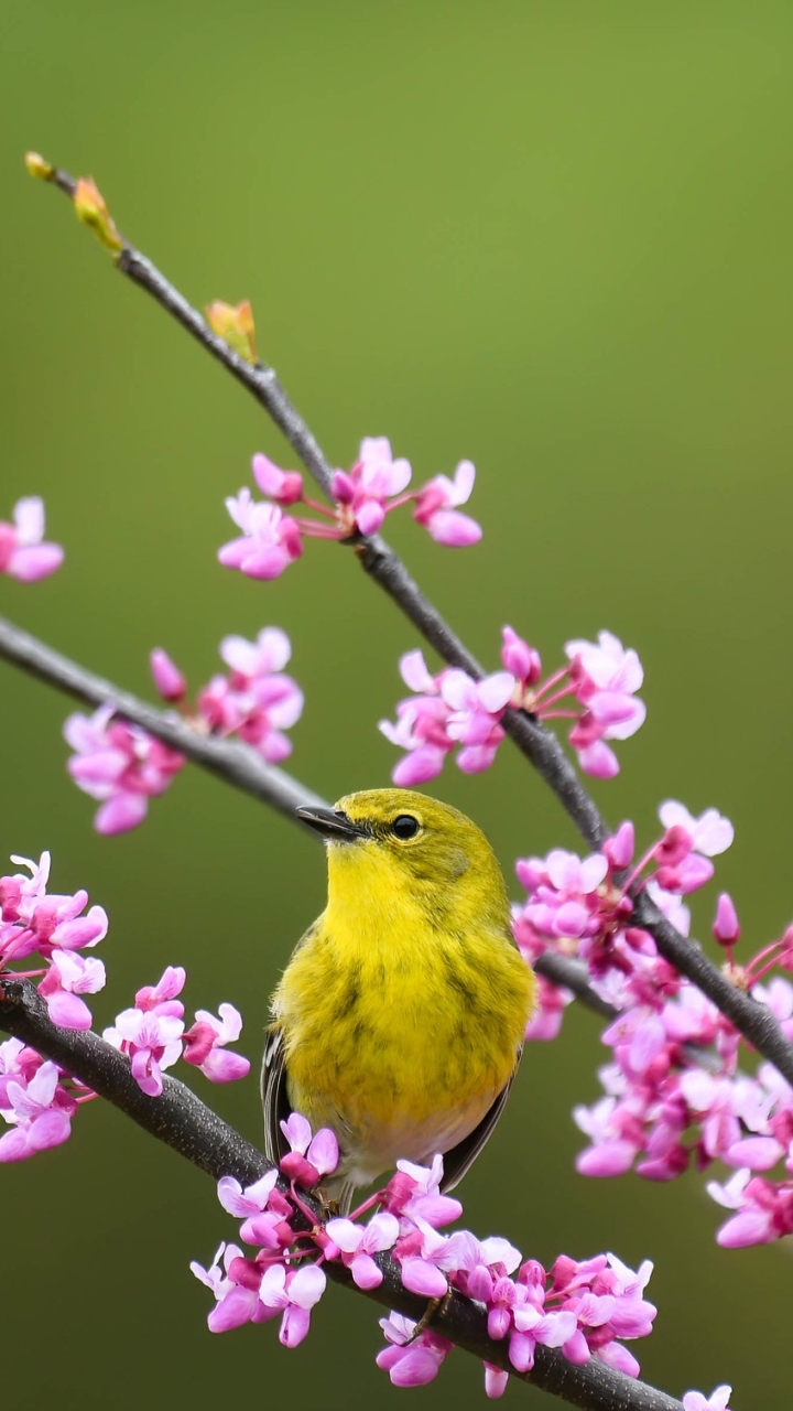 Download mobile wallpaper Birds, Flower, Bird, Animal, Spring, Passerine for free.