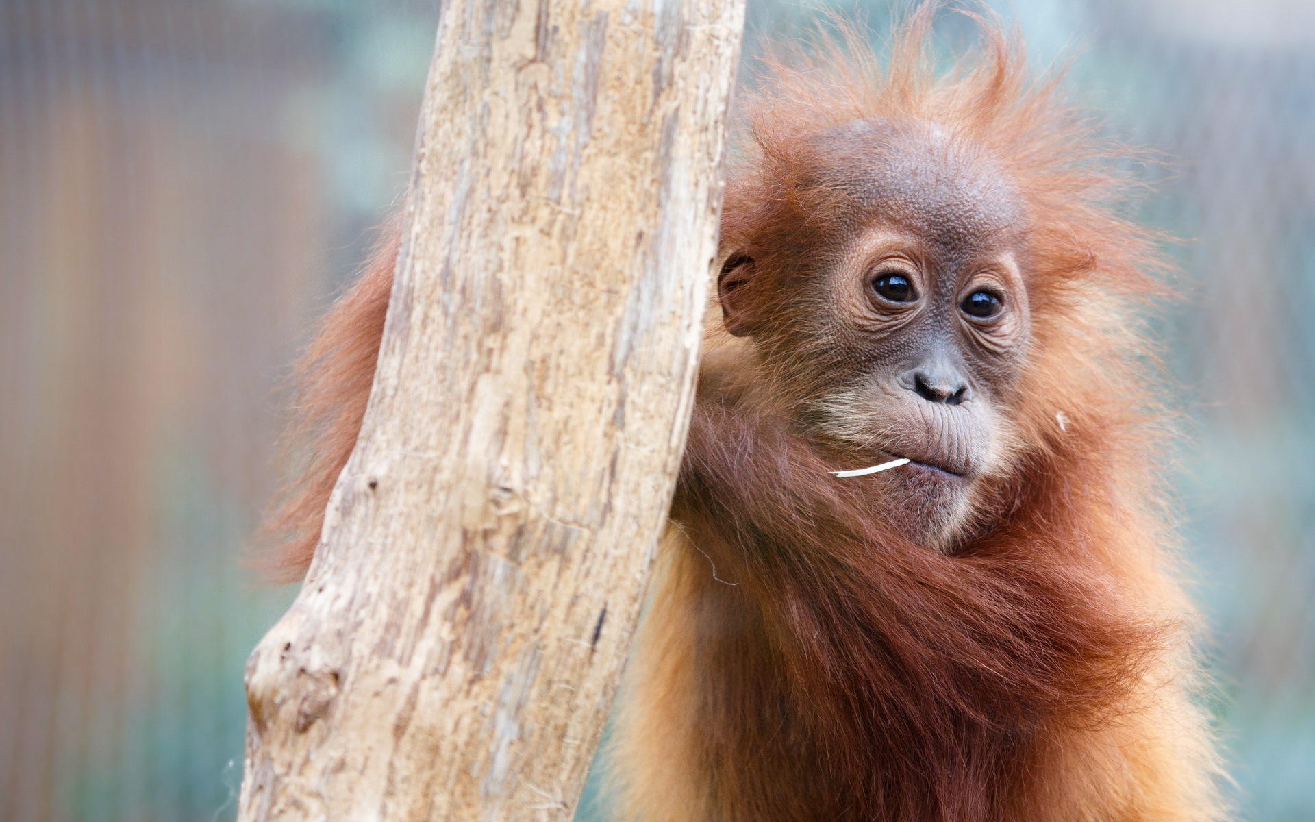 Laden Sie das Tiere, Affen, Orang Utan-Bild kostenlos auf Ihren PC-Desktop herunter